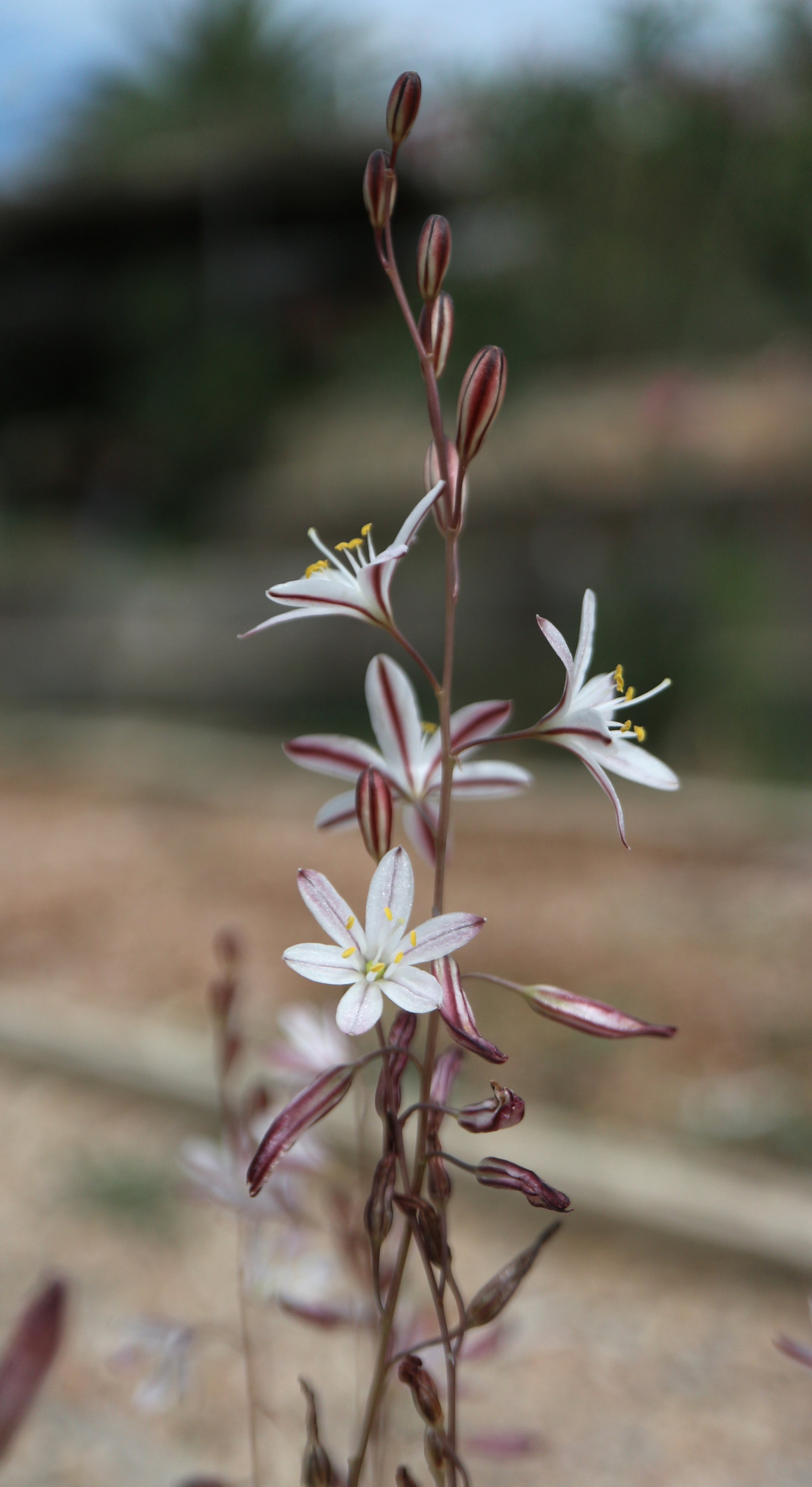 Drimia fugax ( ex Eivissa) / Scilloideae / W Mediterranean