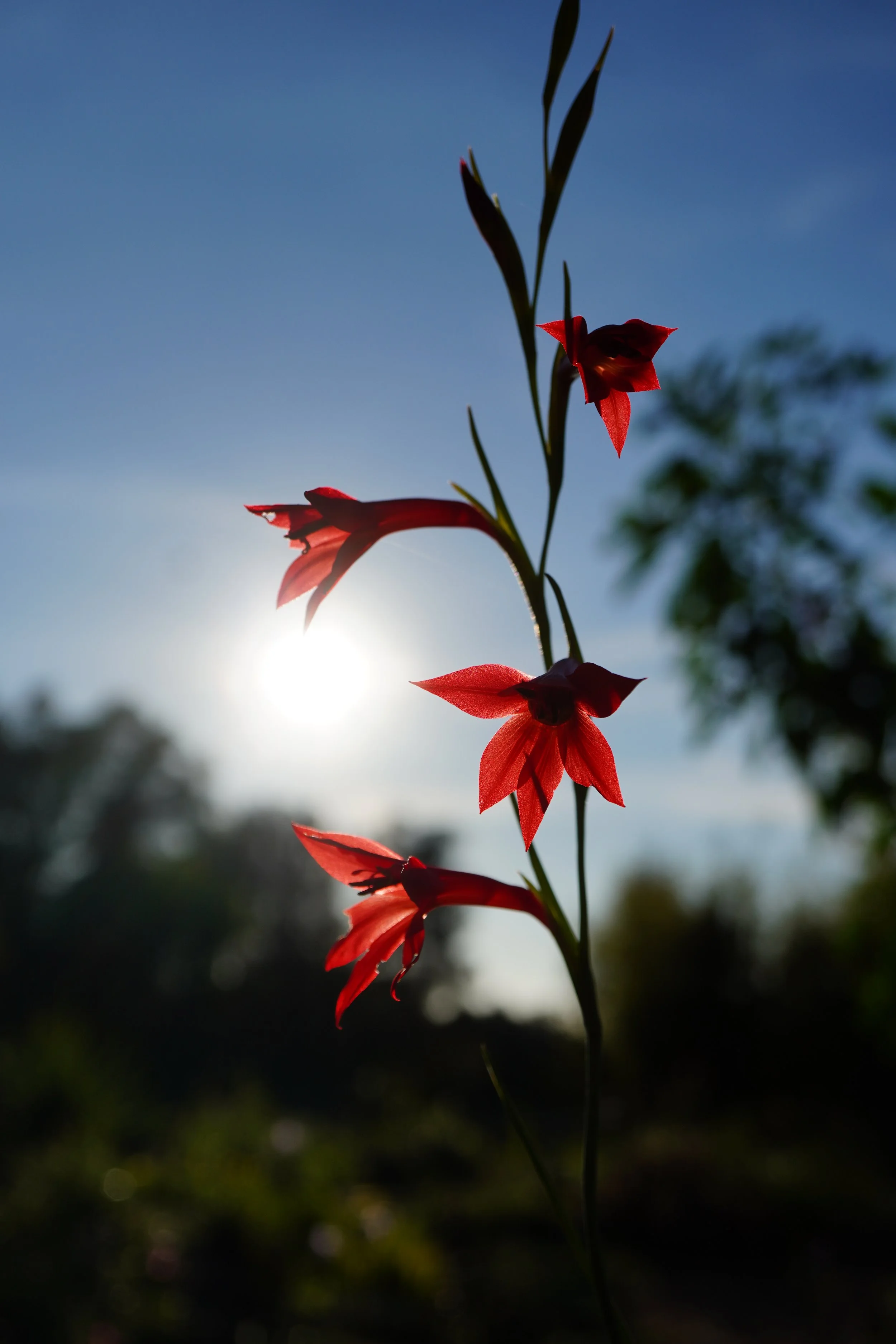 Gladiolus priorii/ Iridaceae / SW Cape, South Africa