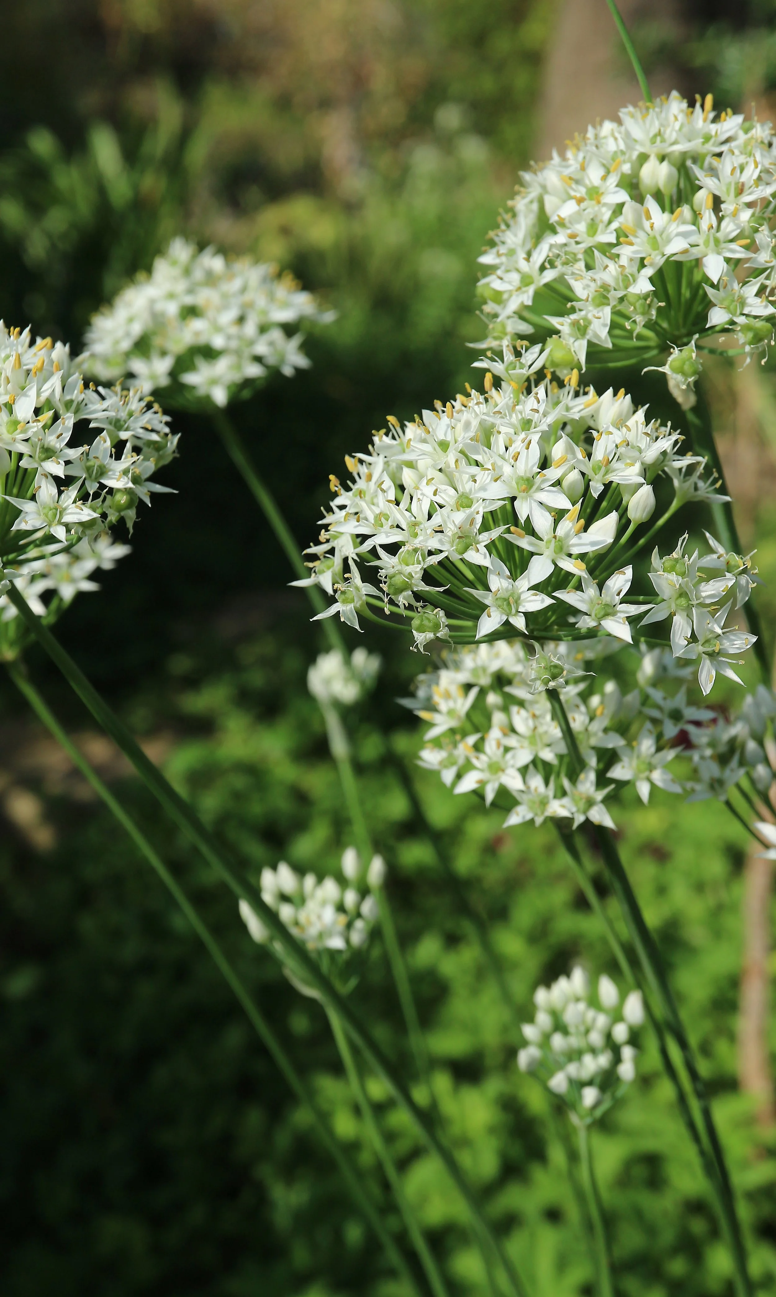 Allium tuberosum / Allioideae / E Asia