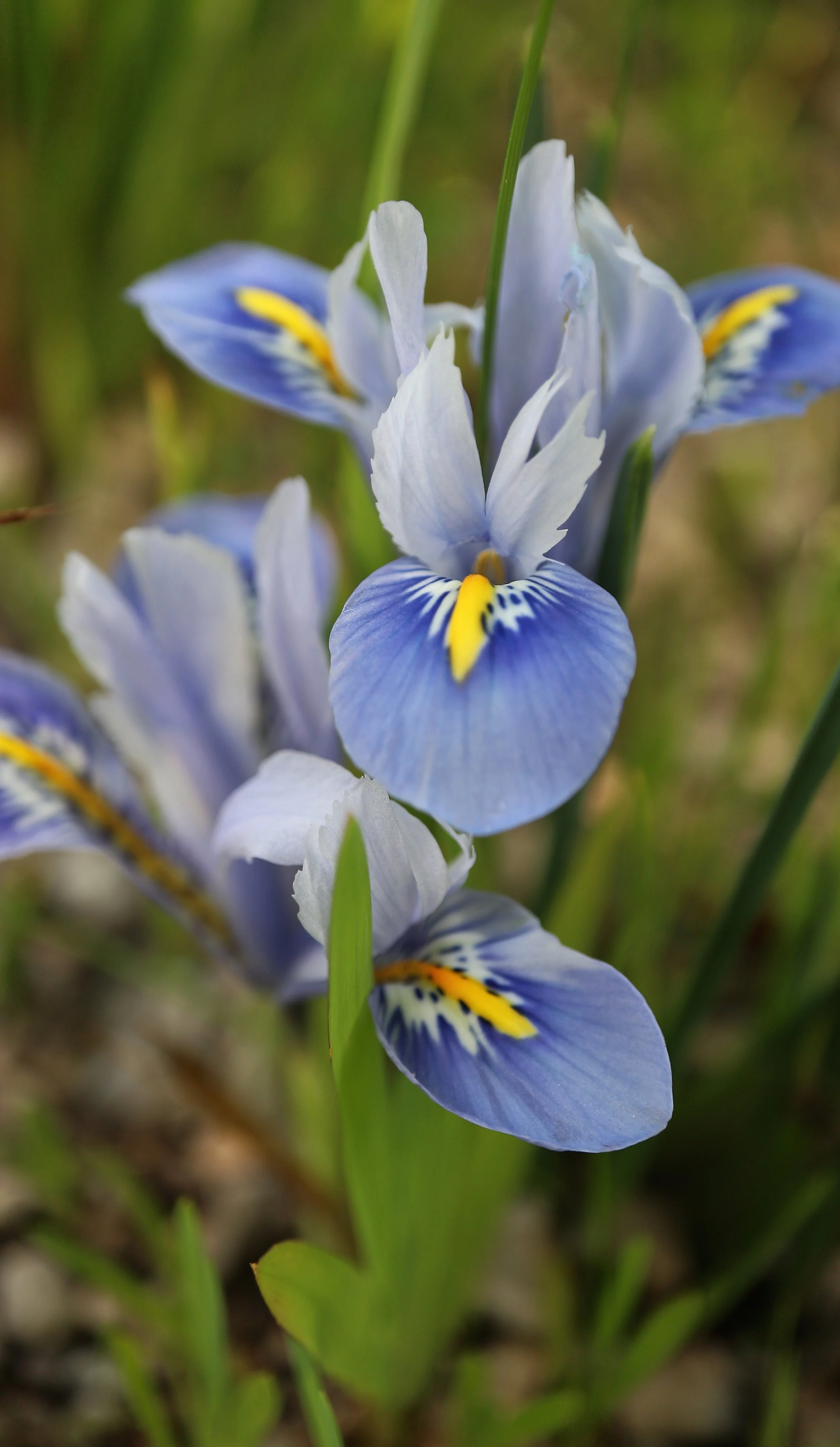Iris reticulata 'Alice' / Iridaceae / E Mediterranean