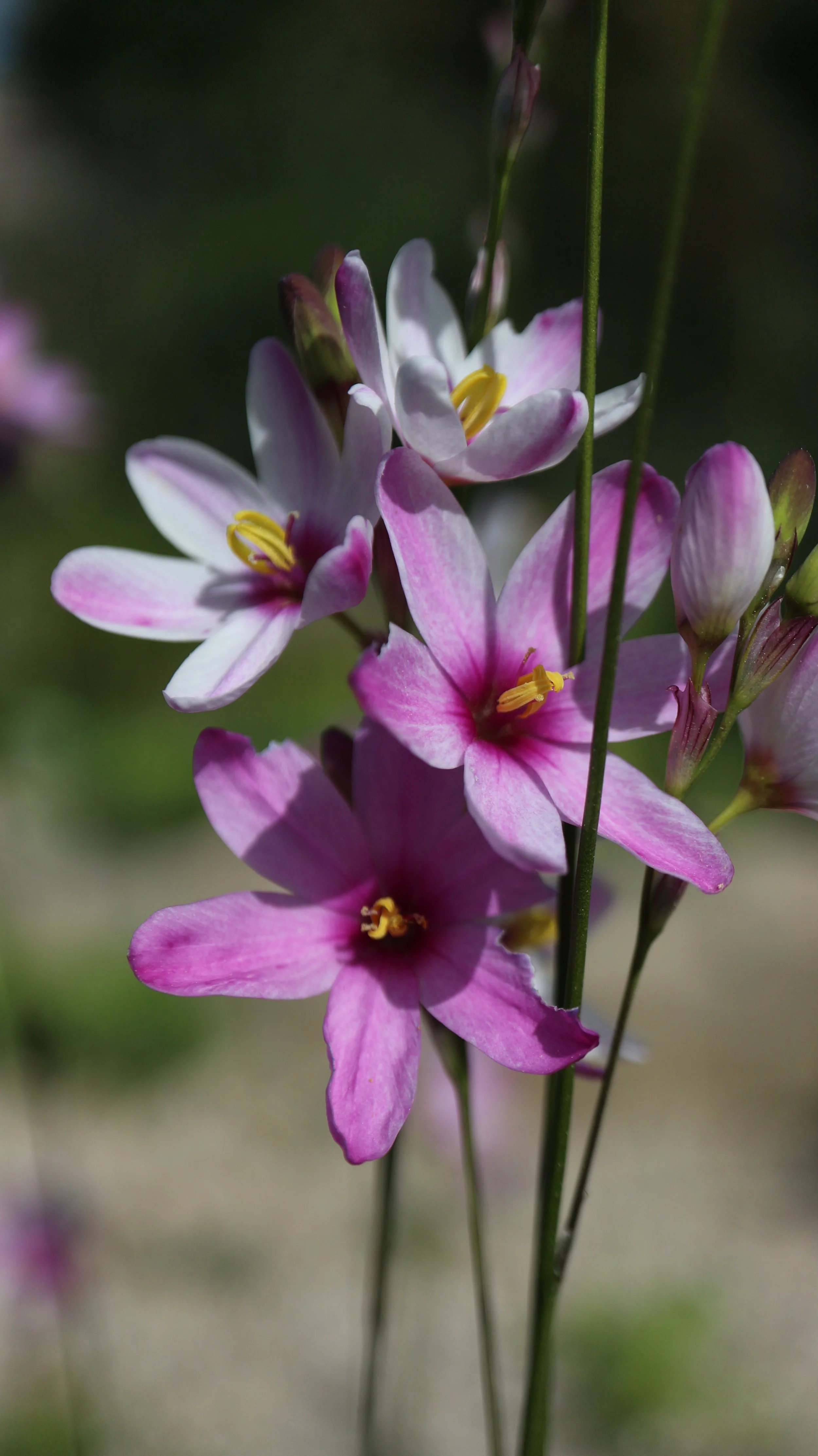 ixia latifolia var. latifolia 2024 3.JPG