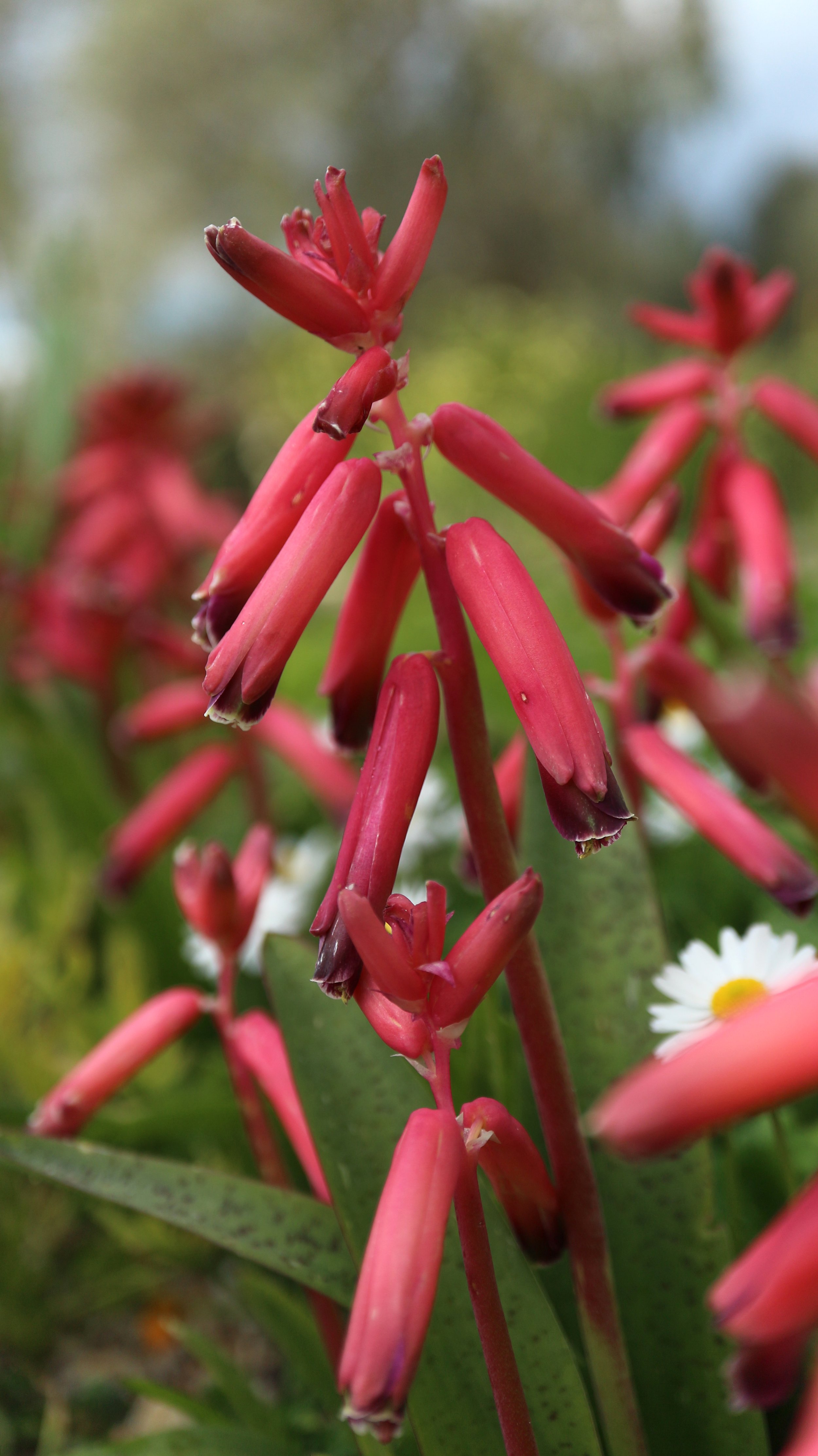 Lachenalia bulbifera / Scilloideae / SW Cape, South Africa