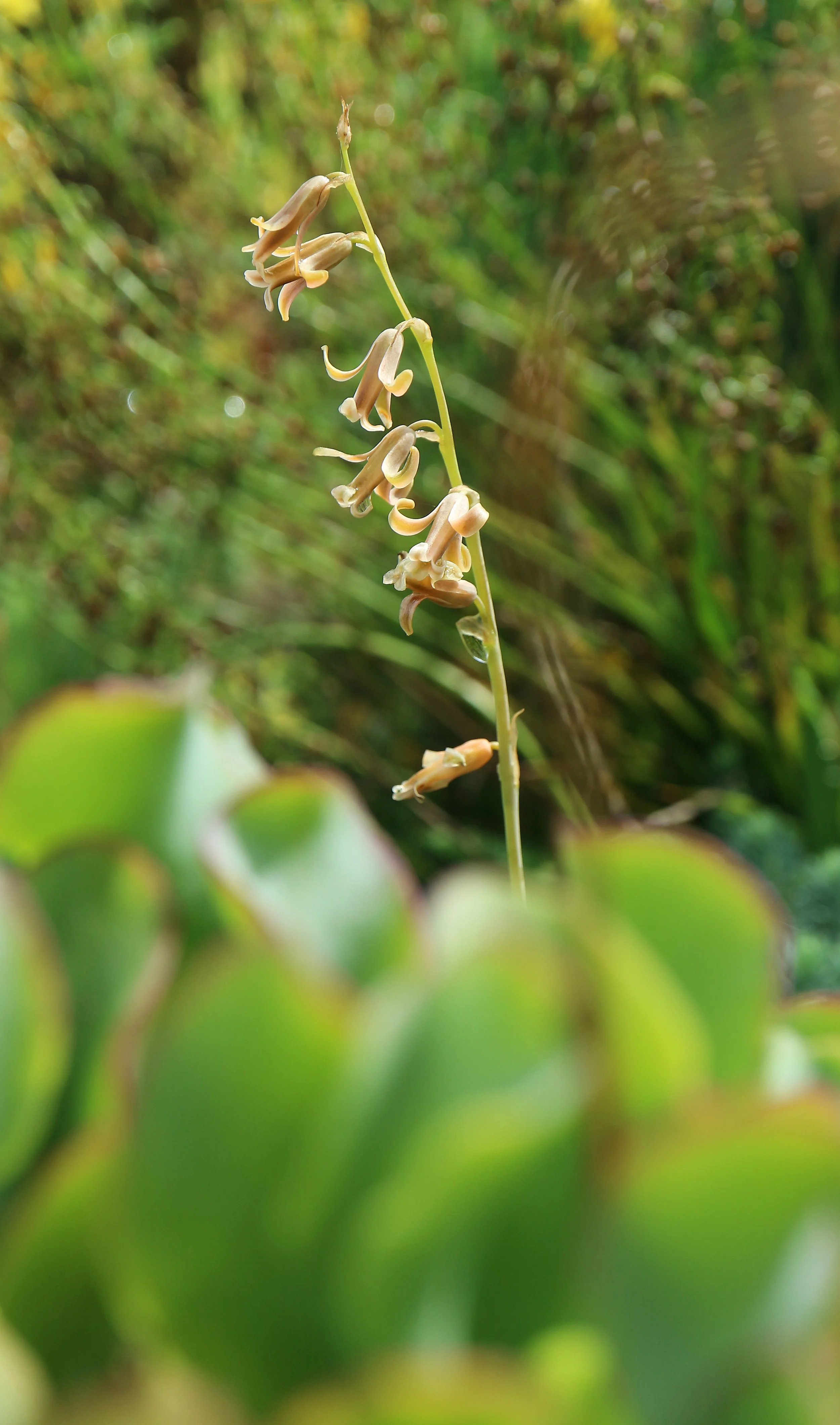 Dipcadi serotinum (ex Cádiz) / Scilloideae / S Iberian Peninsula, N Africa
