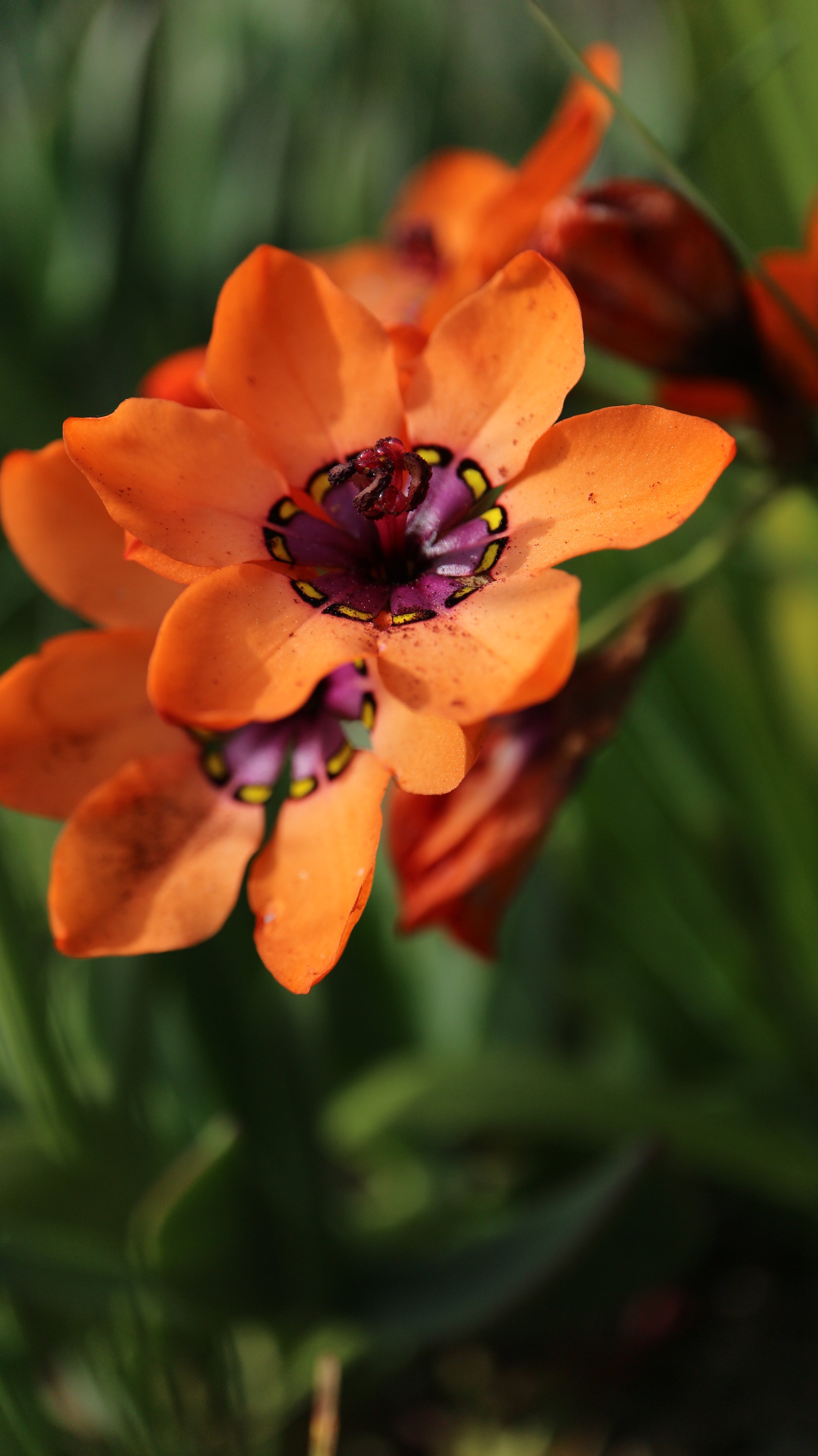 Sparaxis elegans / Iridaceae / W Cape, South Africa