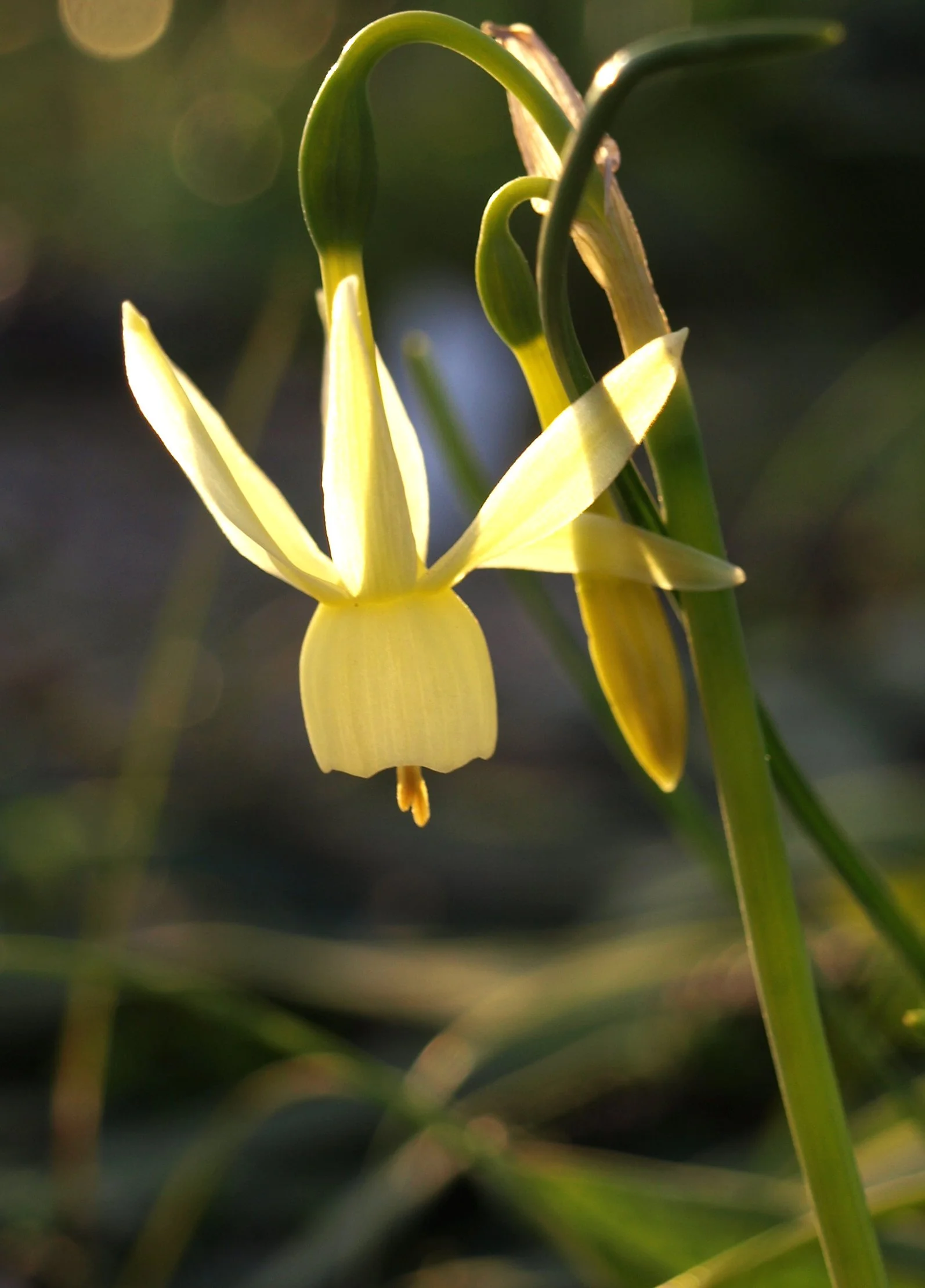 Narcissus pallidulus (ex Madrid) / Amaryllidaceae / Iberian Peninsula