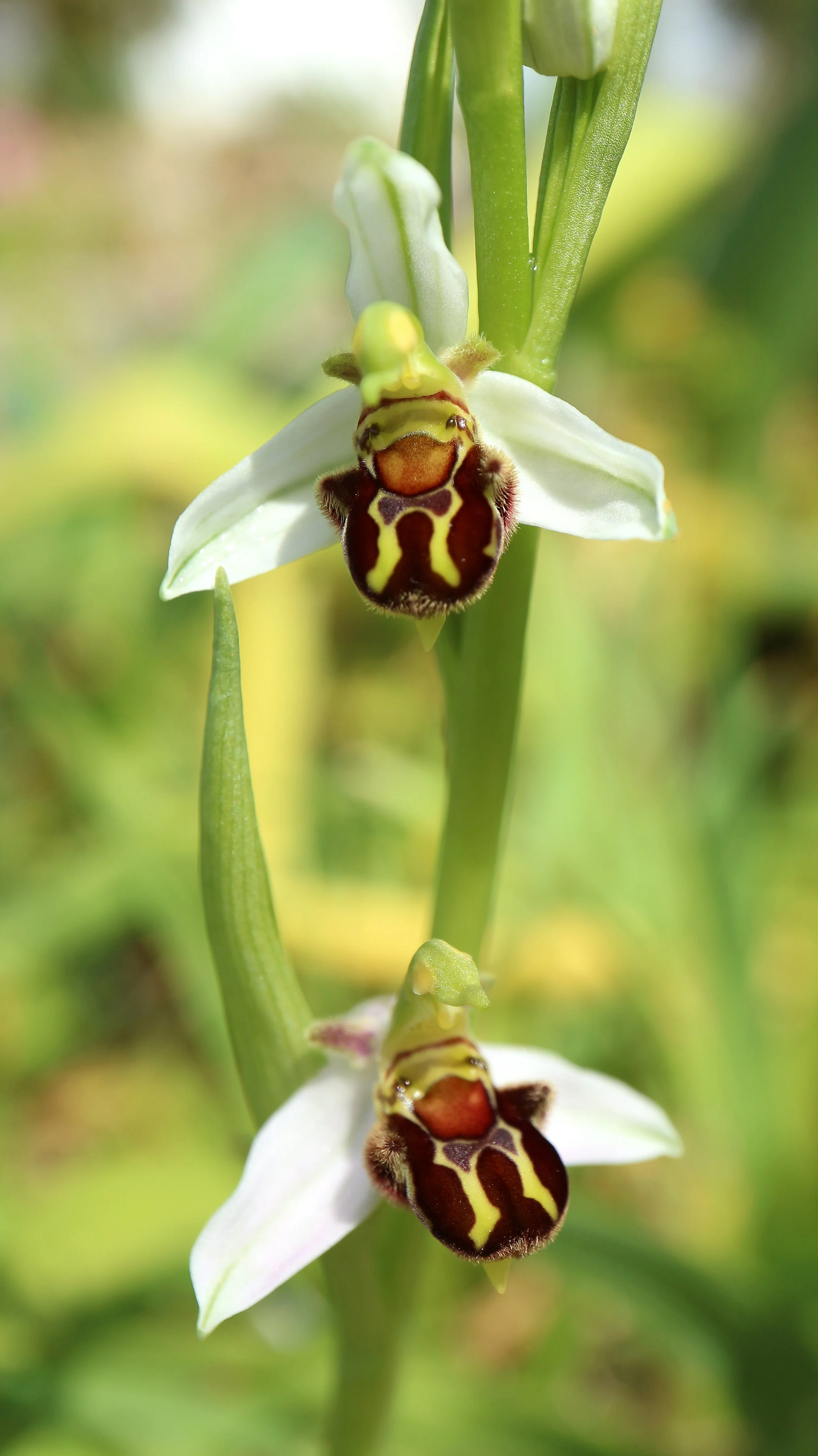 Ophrys apifera f. alba (ex Mallorca) / Orchidaceae / Mediterranean Region