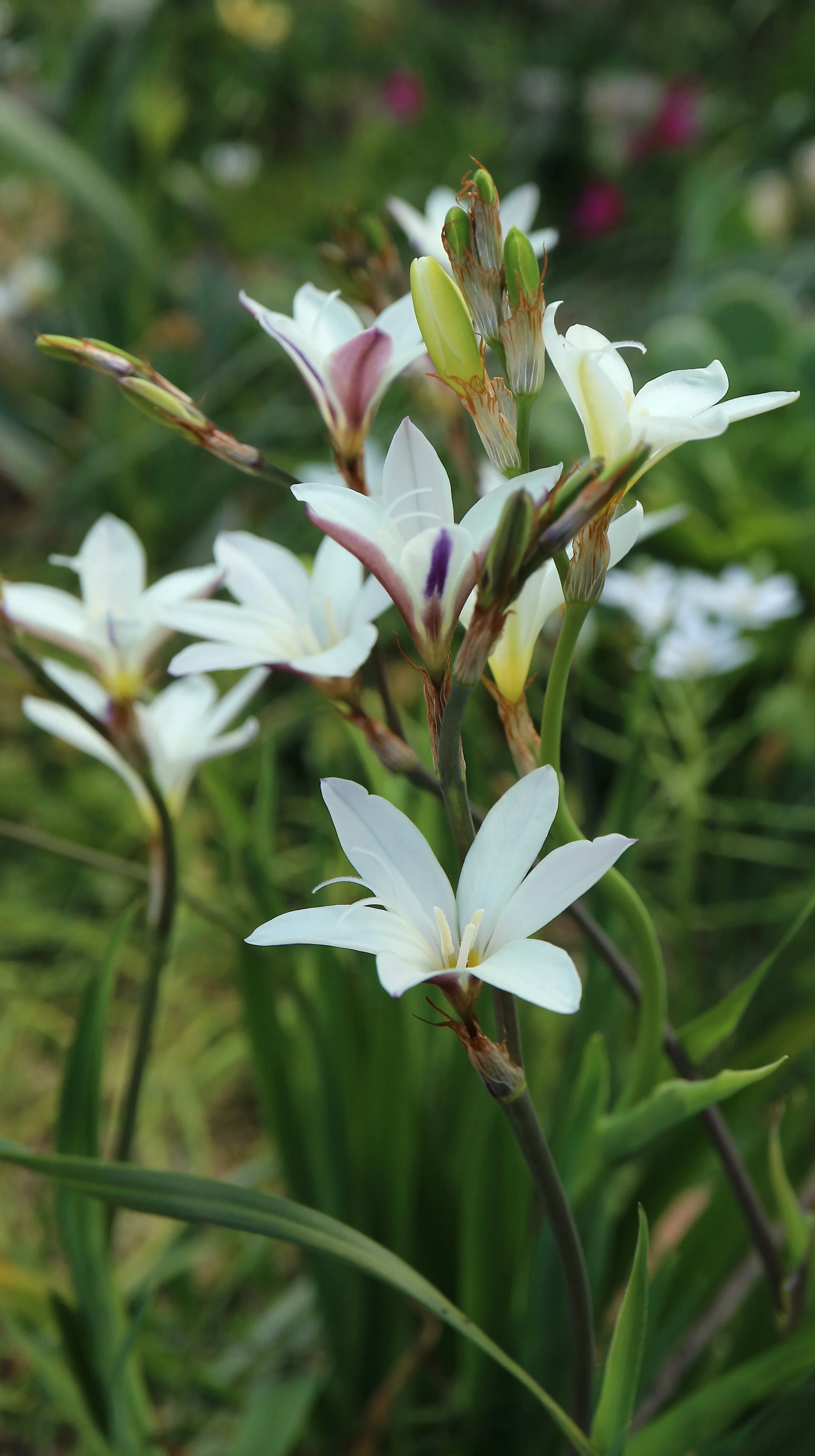 Sparaxis bulbifera / Iridaceae / SW Cape, South Africa