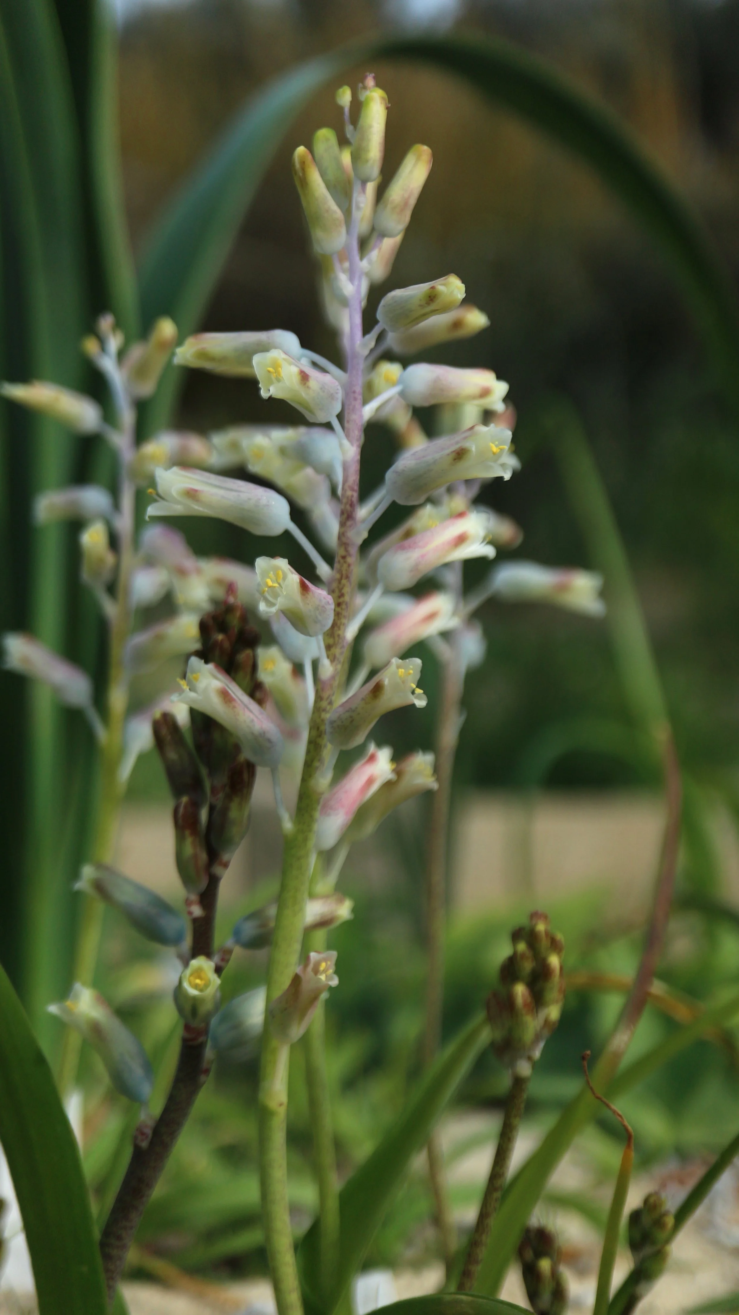 Lachenalia uniflora / Scilloideae / SW Cape, South Africa