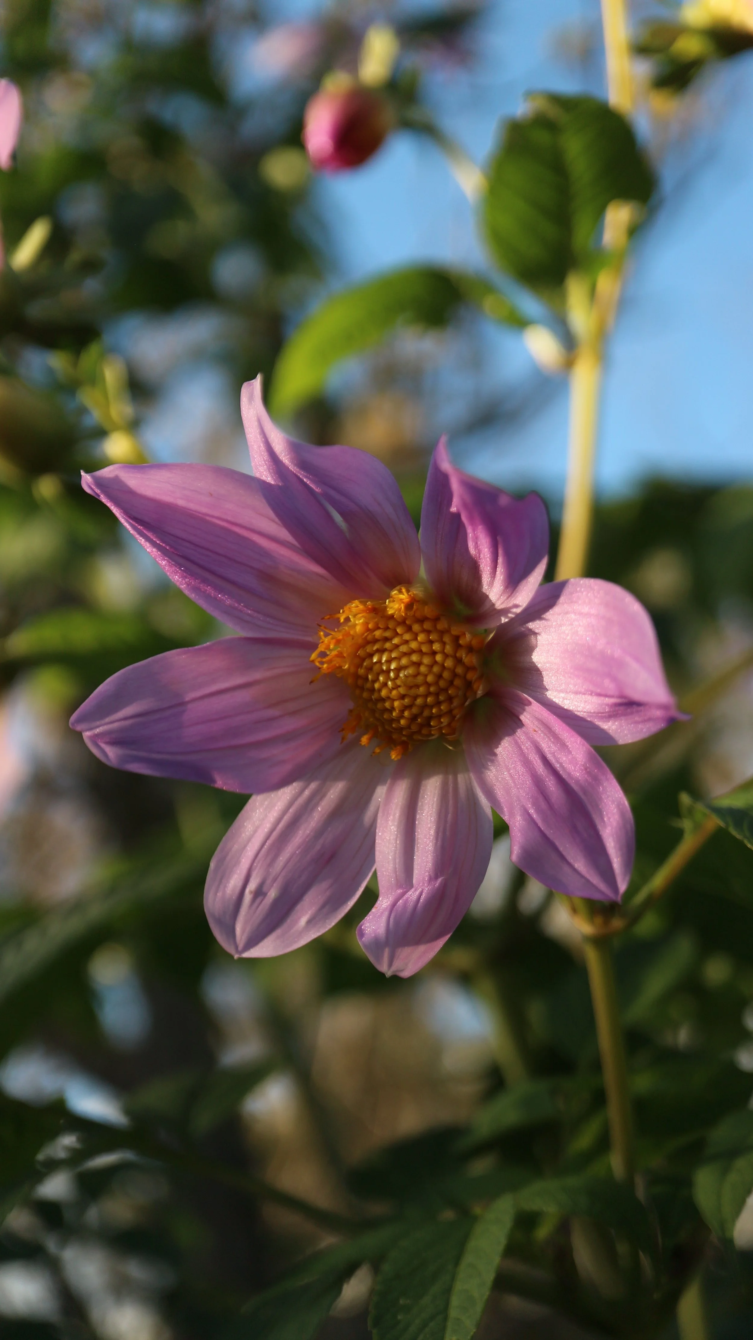 Dahlia imperialis / Asteraceae / C America