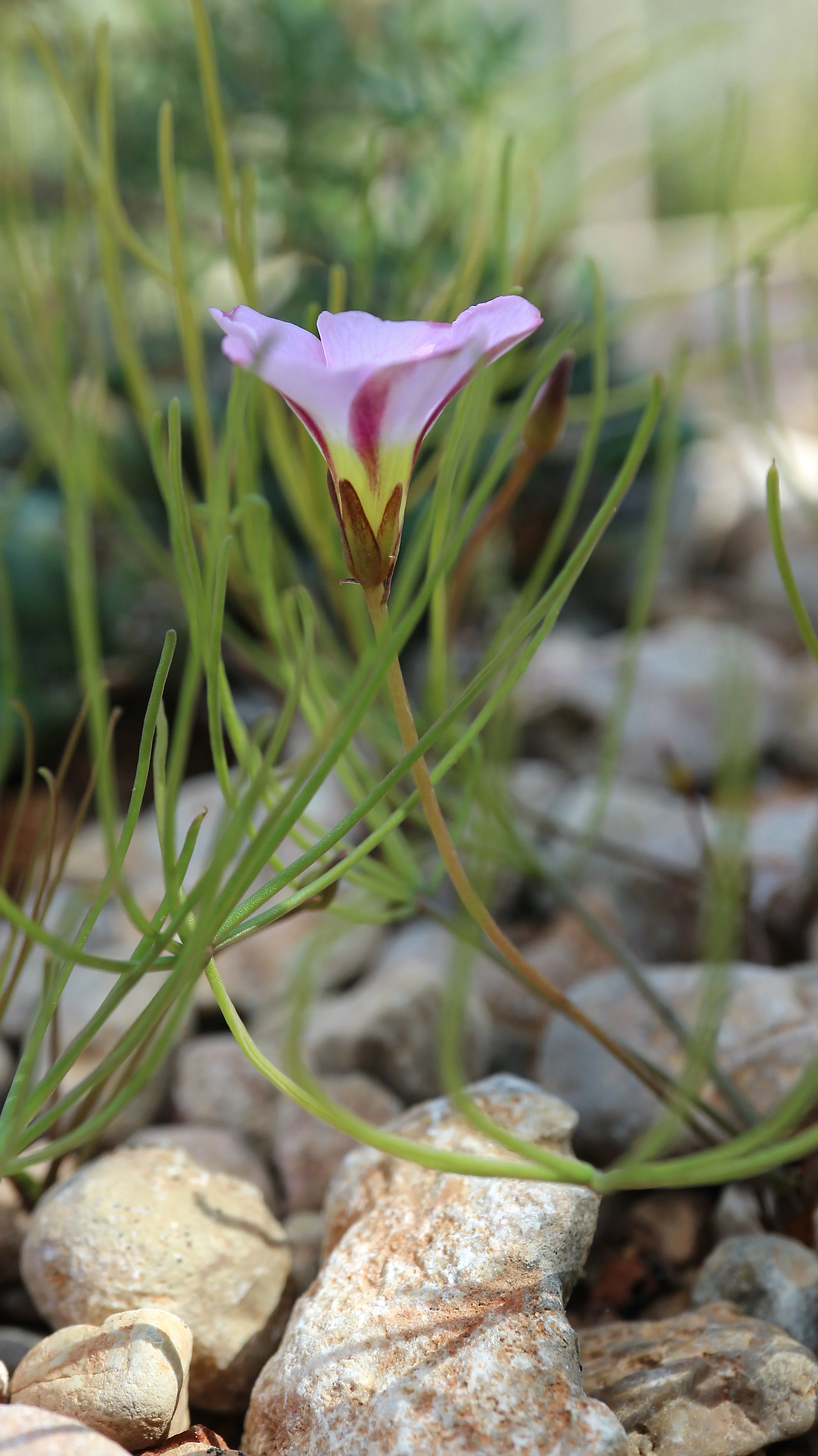 Oxalis polyphylla var. heptaphylla / Oxalidaceae / SW Cape, South Africa