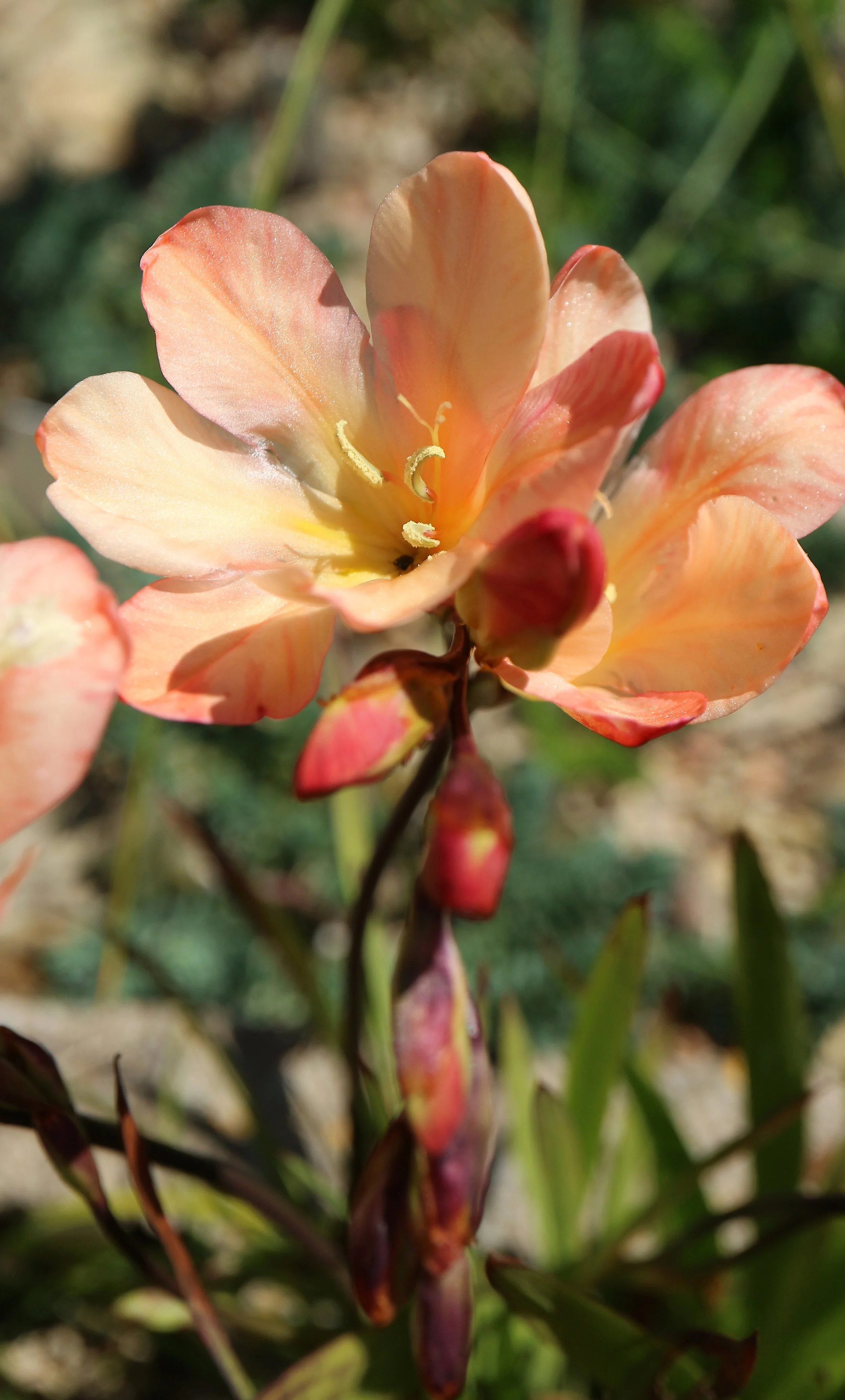 Tritonia cv / Iridaceae / S Cape, South Africa