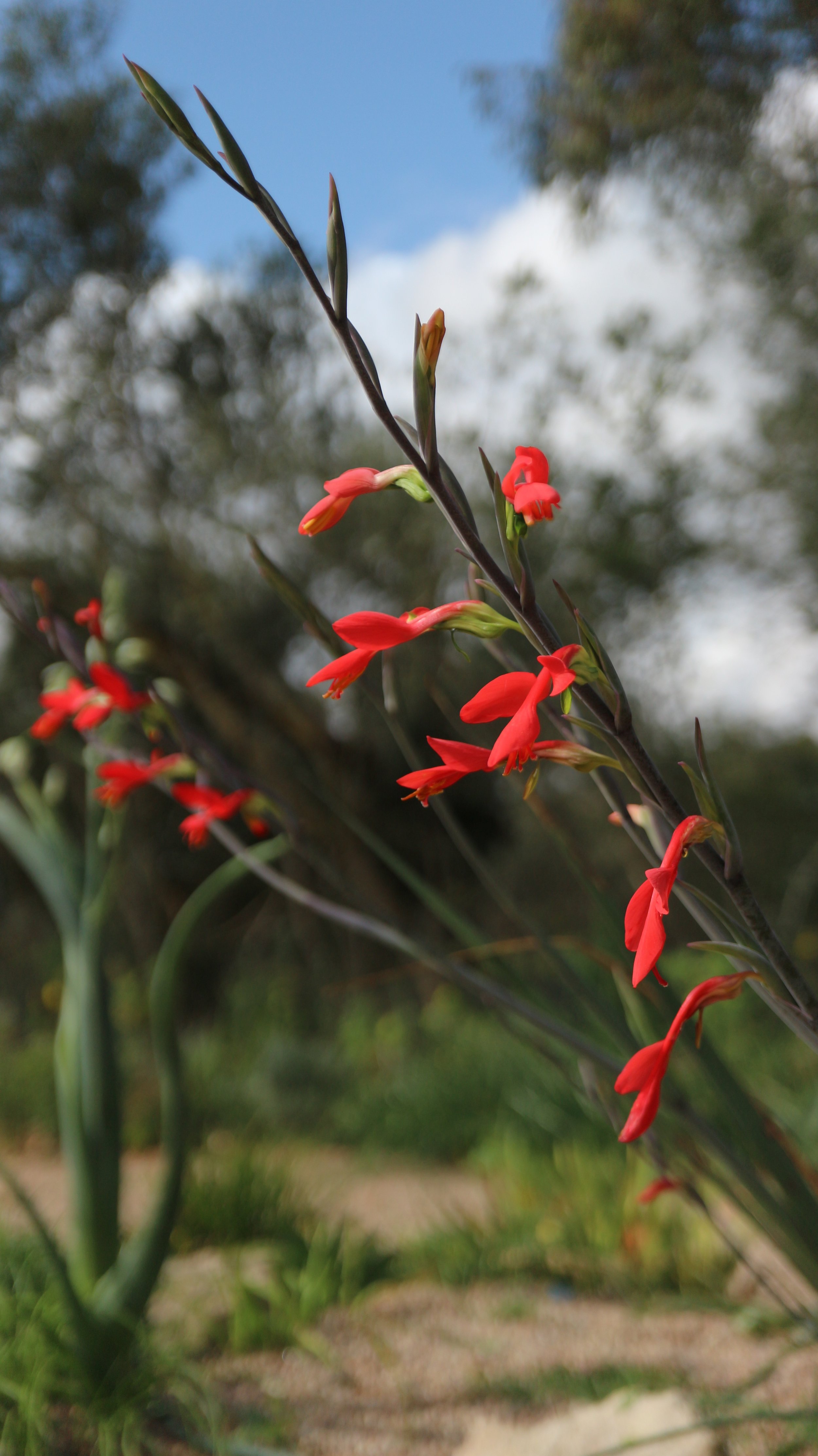 Gladiolus splendens/ Iridaceae / W Cape, South Africa
