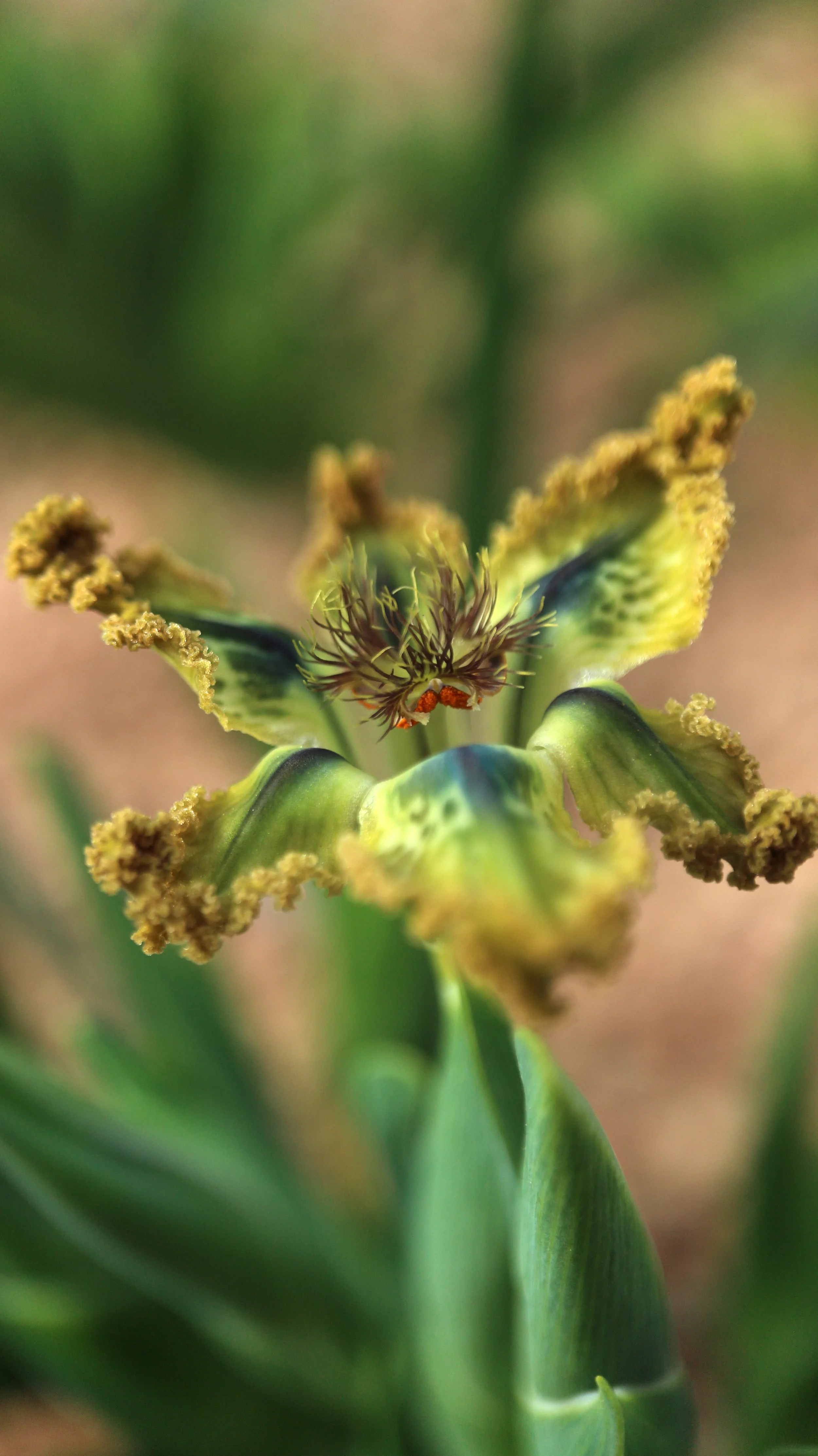 Ferraria divaricata / Iridaceae / W Cape, South Africa