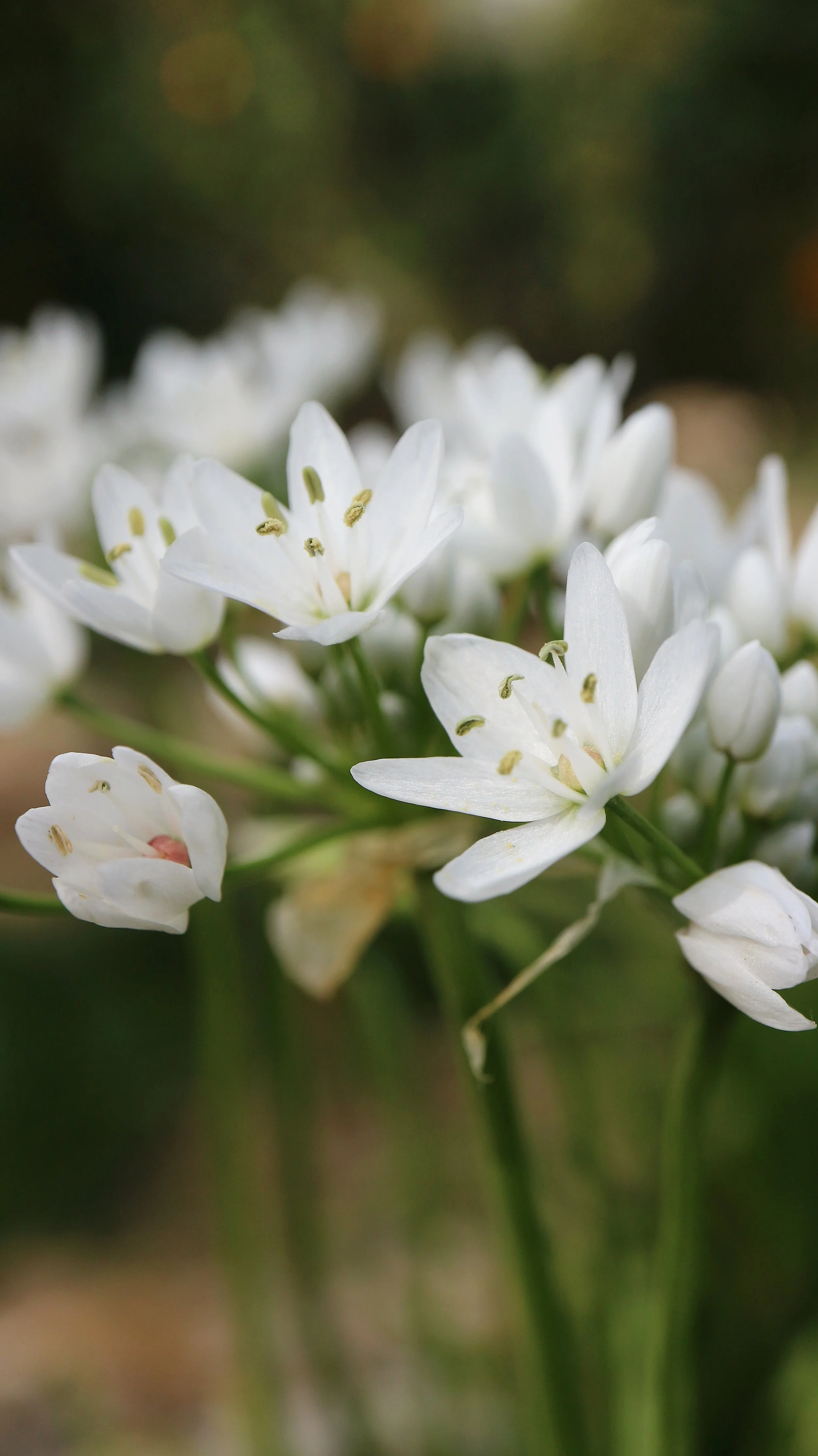 Allium neapolitanum (ex Samos) / Allioideae / E Mediterranean