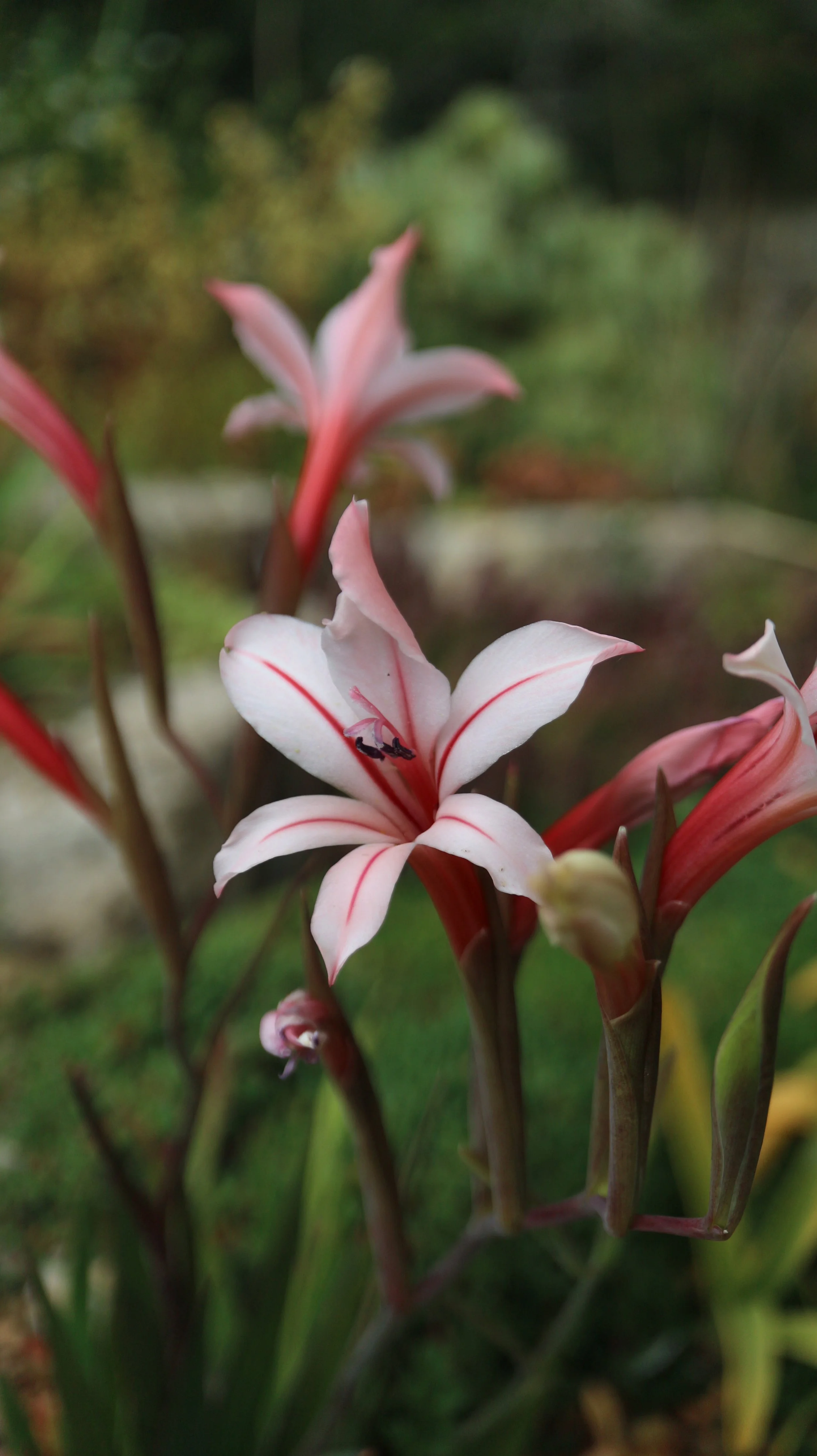 Gladiolus miniatus - Pink / Iridaceae / SW Cape, South Africa