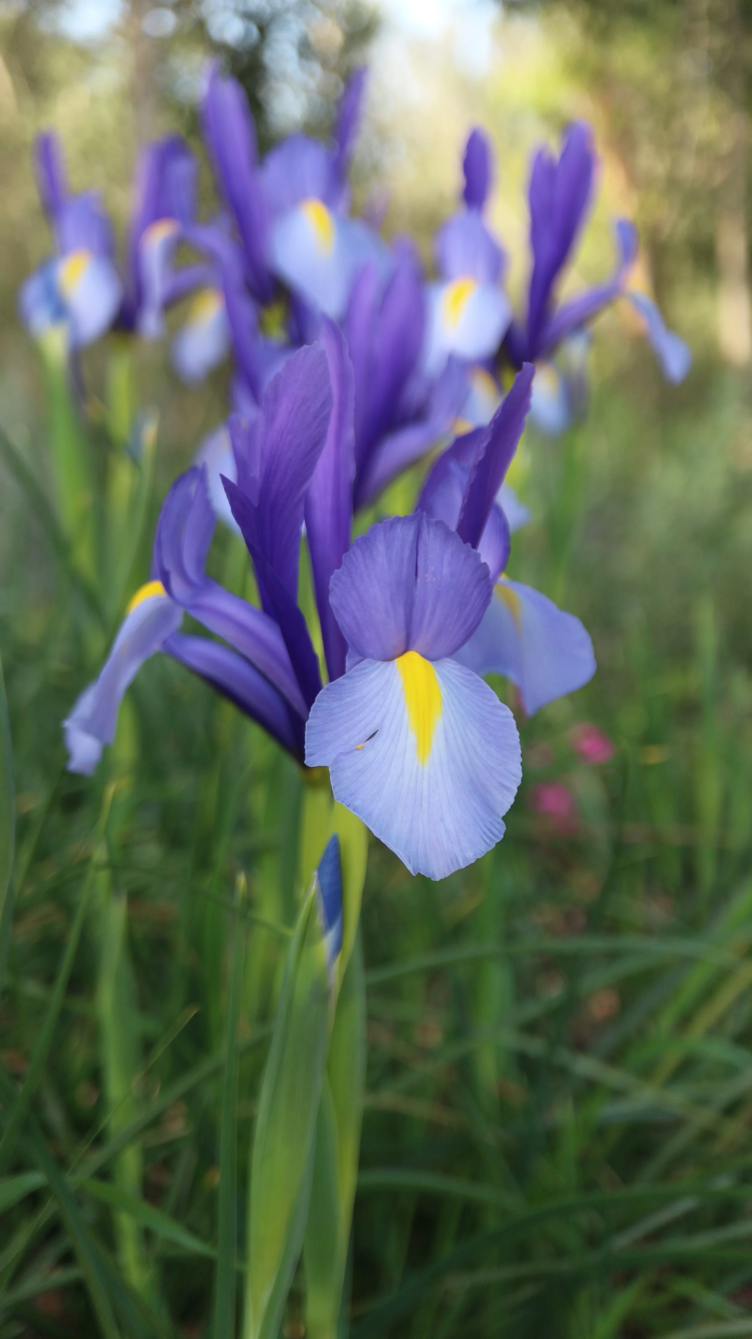 Iris xiphion - syn: Xiphion vulgare (ex Cádiz) / Iridaceae / W Mediterranean