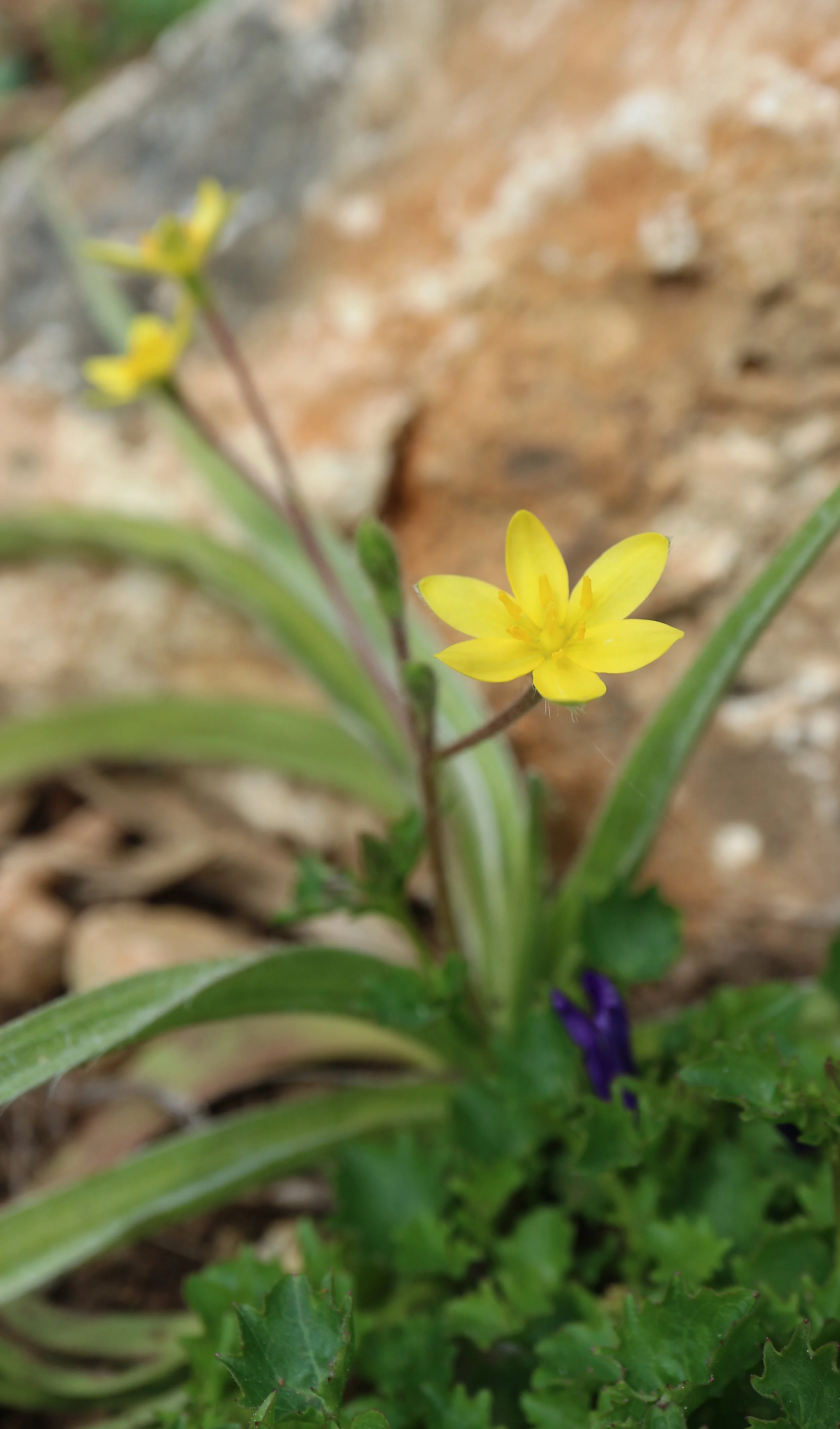 Hypoxis hemerocallidaceae / Hypoxidaceae / E South Africa