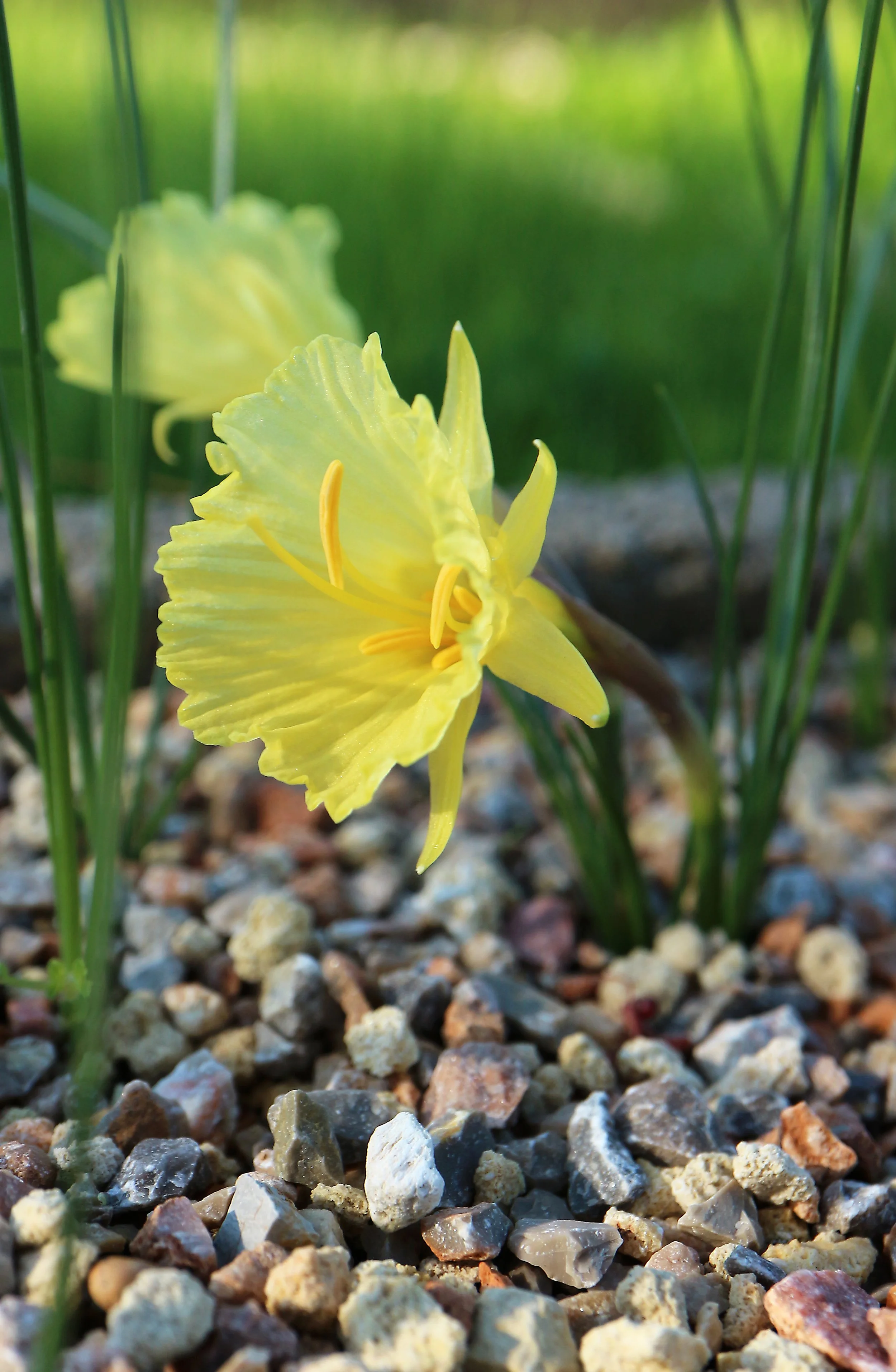 Narcissus romieuxii subsp. romieuxii var. mesoatlanticus (ex Morocco) / Amaryllidaceae / N Africa