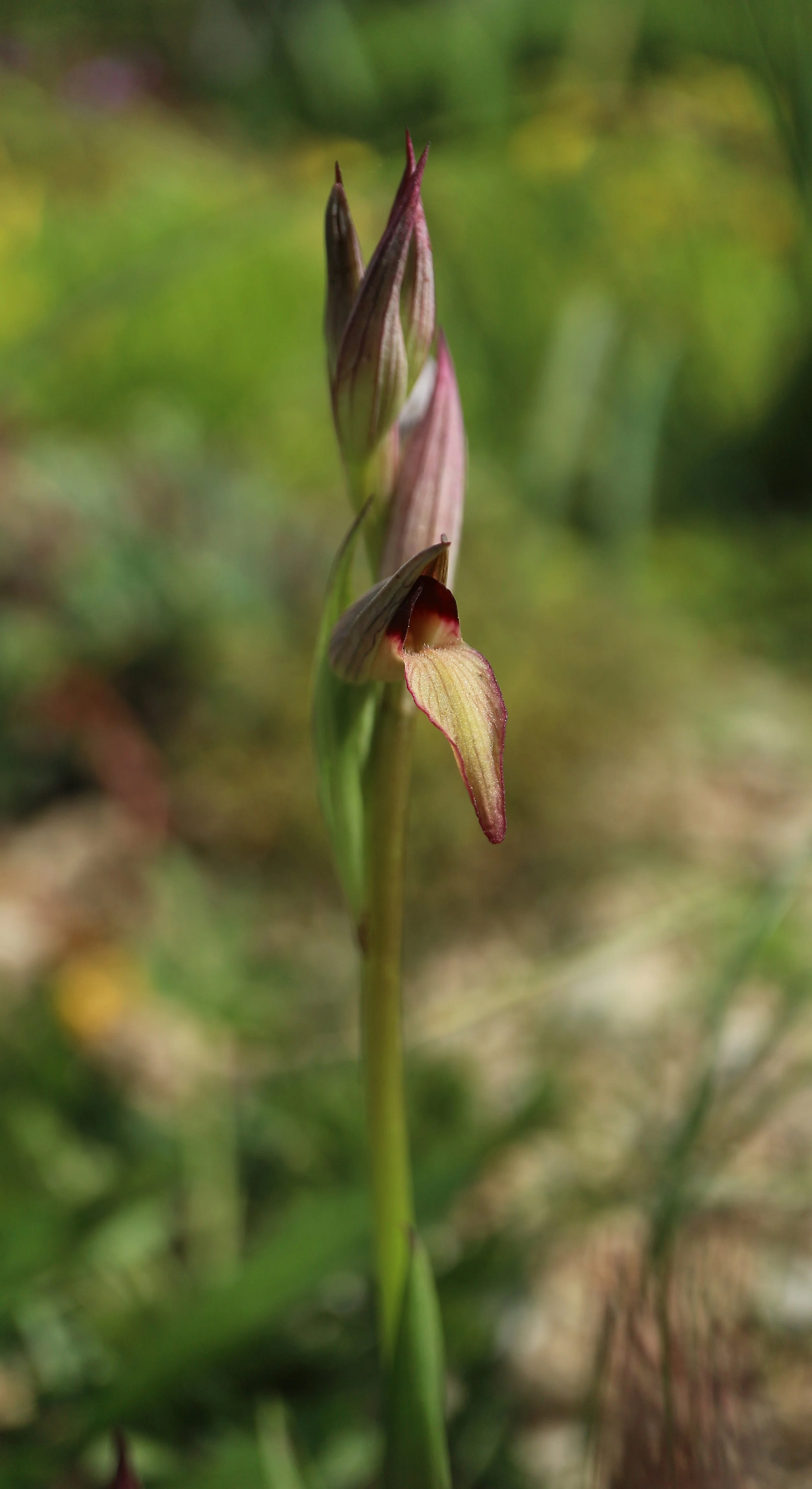 Serapias lingua (ex Mallorca) / Orchidaceae / Mediterranean Region