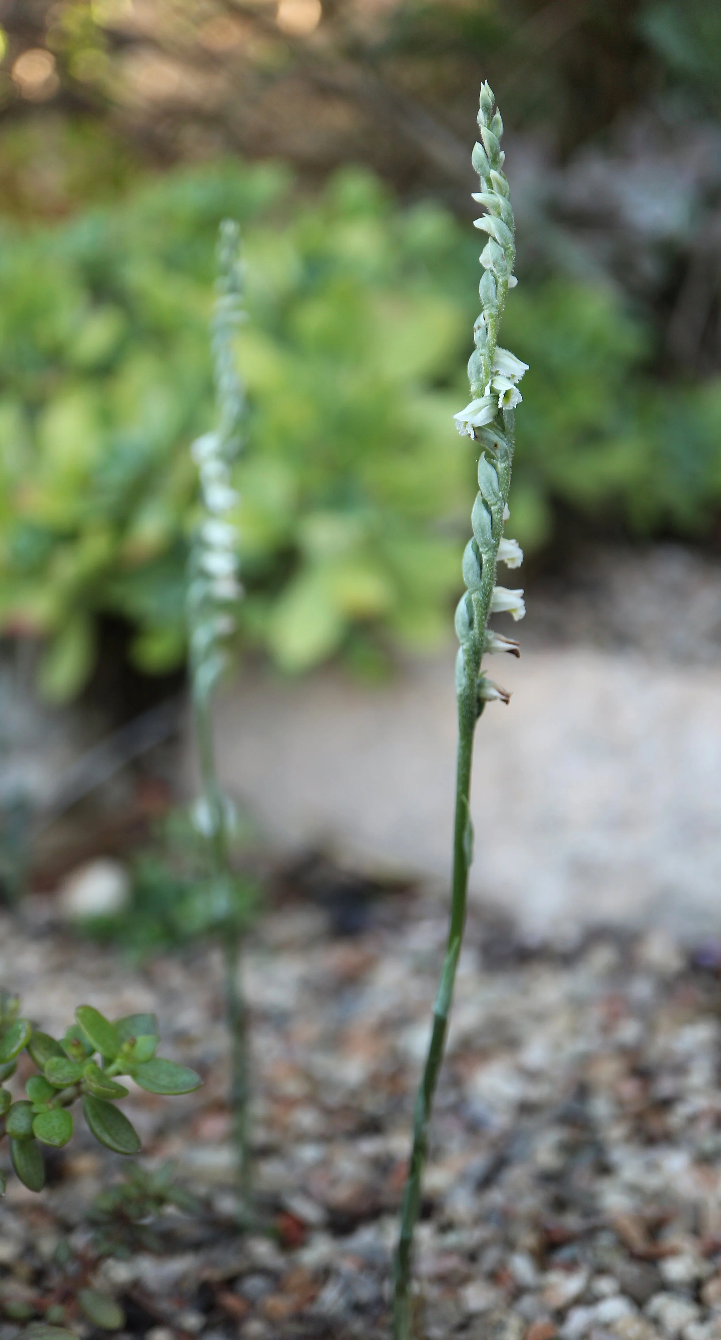 Spiranthes spiralis / Orchidaceae / Europe, W Asia, N África