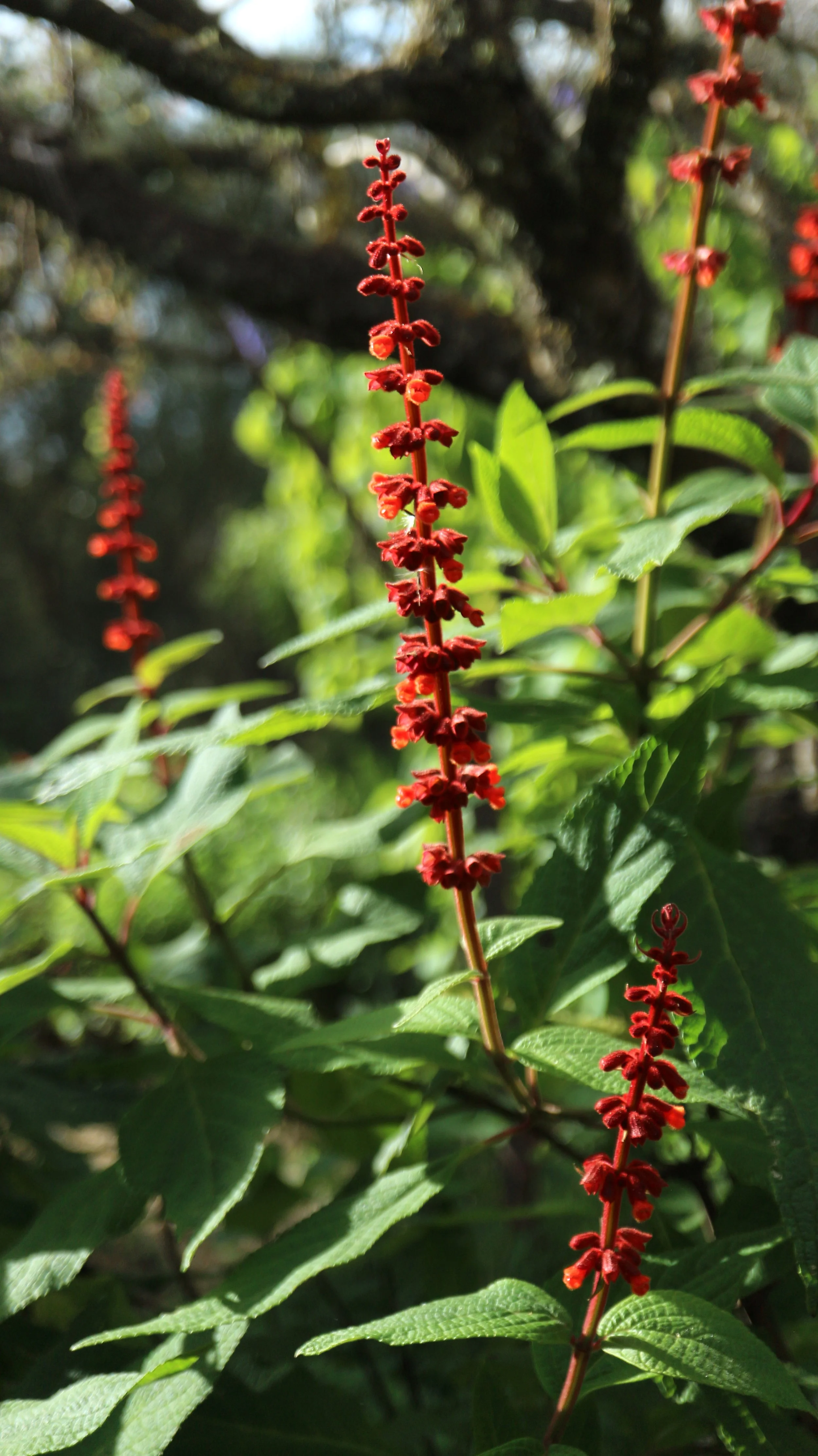 Salvia confertiflora / Lamiaceae / Brazil