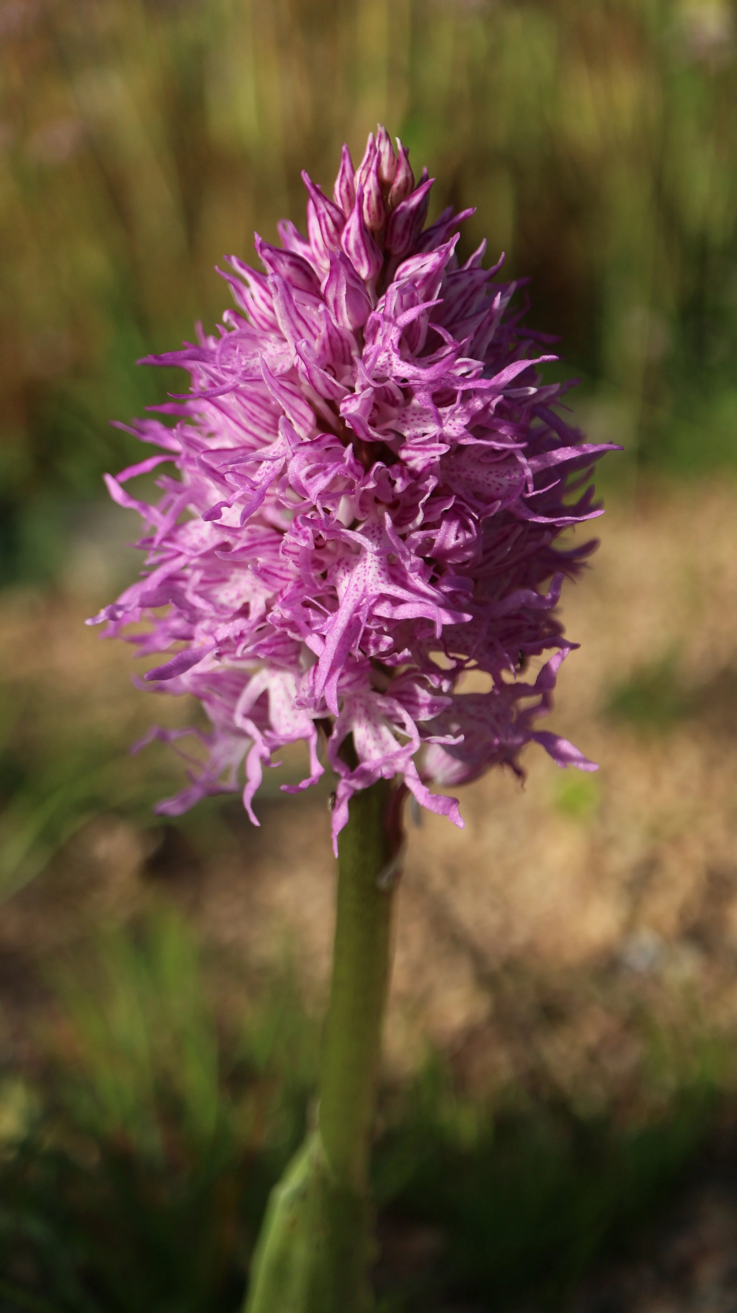 Ophrys italica (ex Mallorca) / Orchidaceae / Mediterranean Region