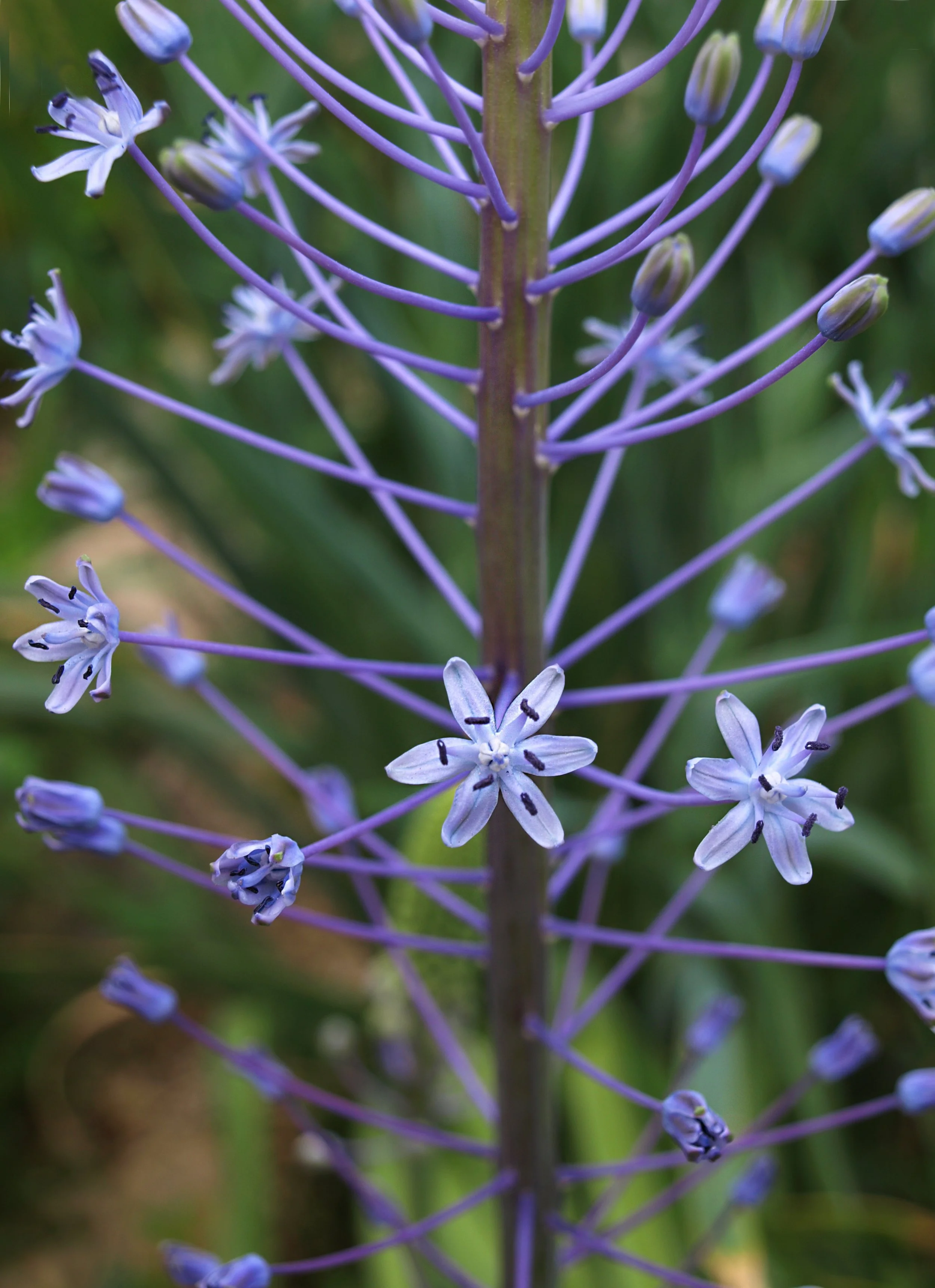 Scilla hyacinthoides / Scilloideae / E Mediterranean