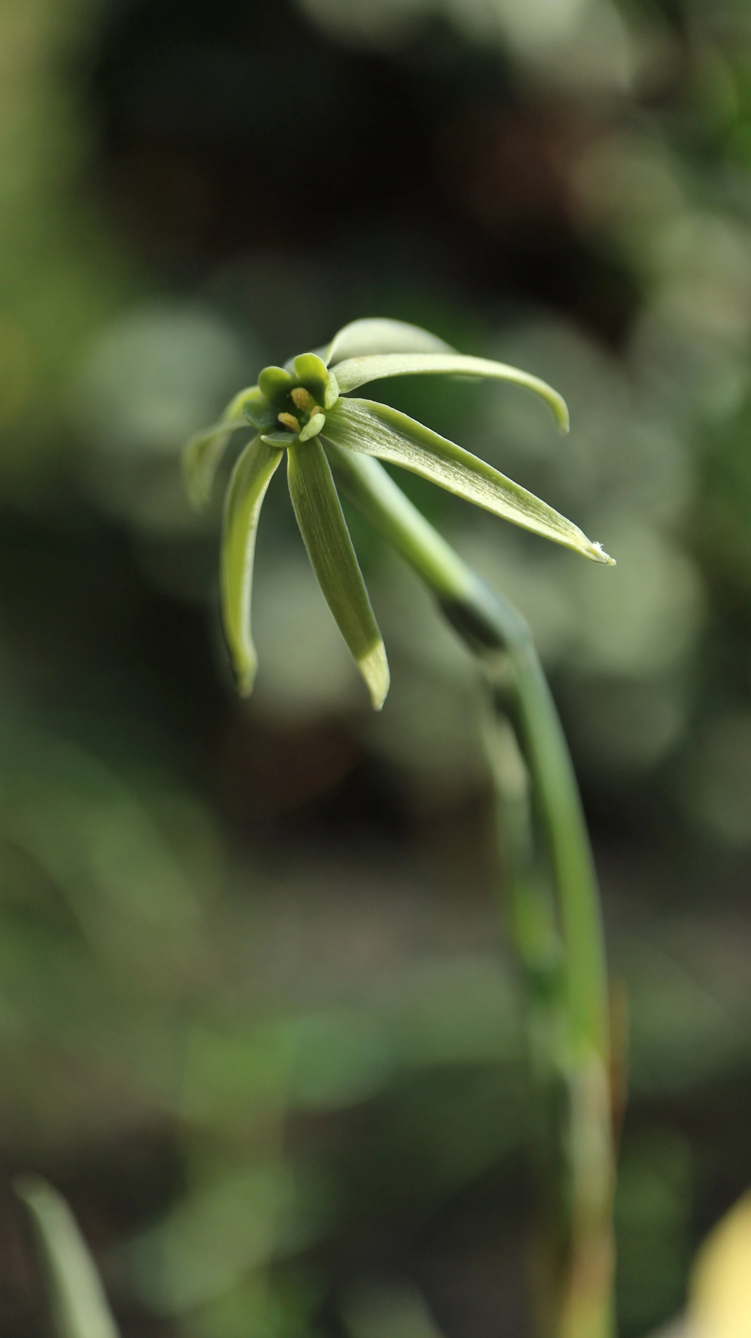 Narcissus viridiflorus (ex Cádiz) / Amaryllidaceae / SW Spain, NW Morocco