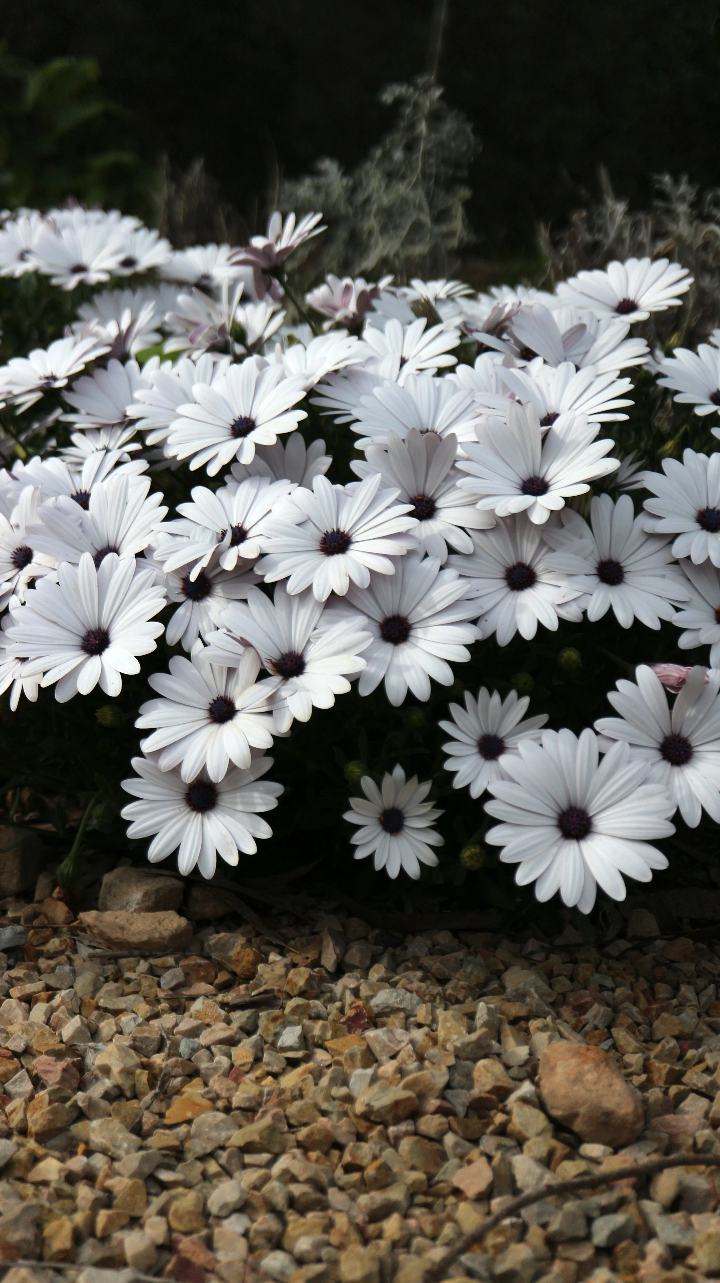 Osteospermum ecklonis / Asteraceae / South Africa