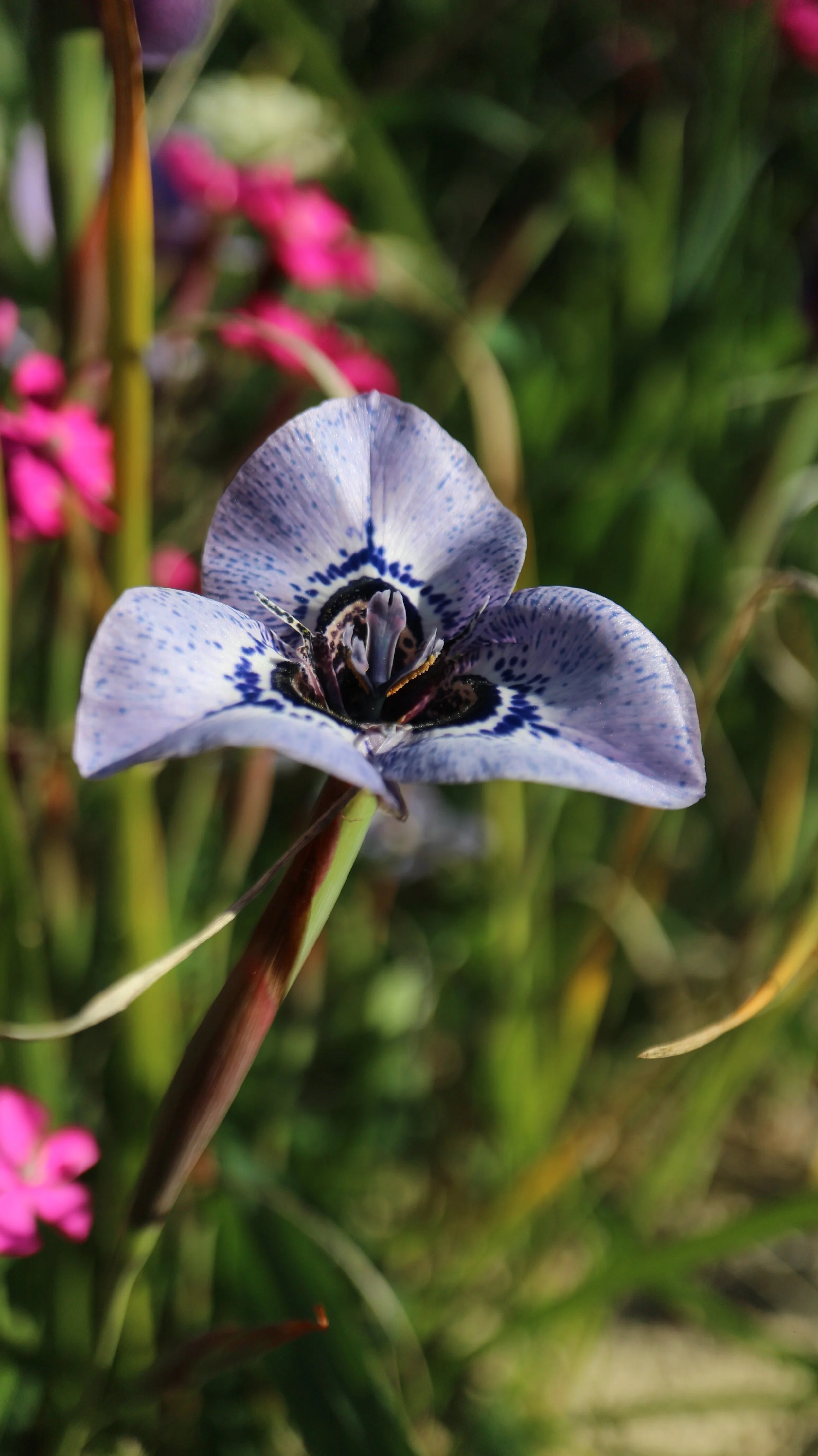 Moraea aristata x gigandra / Iridaceae / SW Cape, South Africa