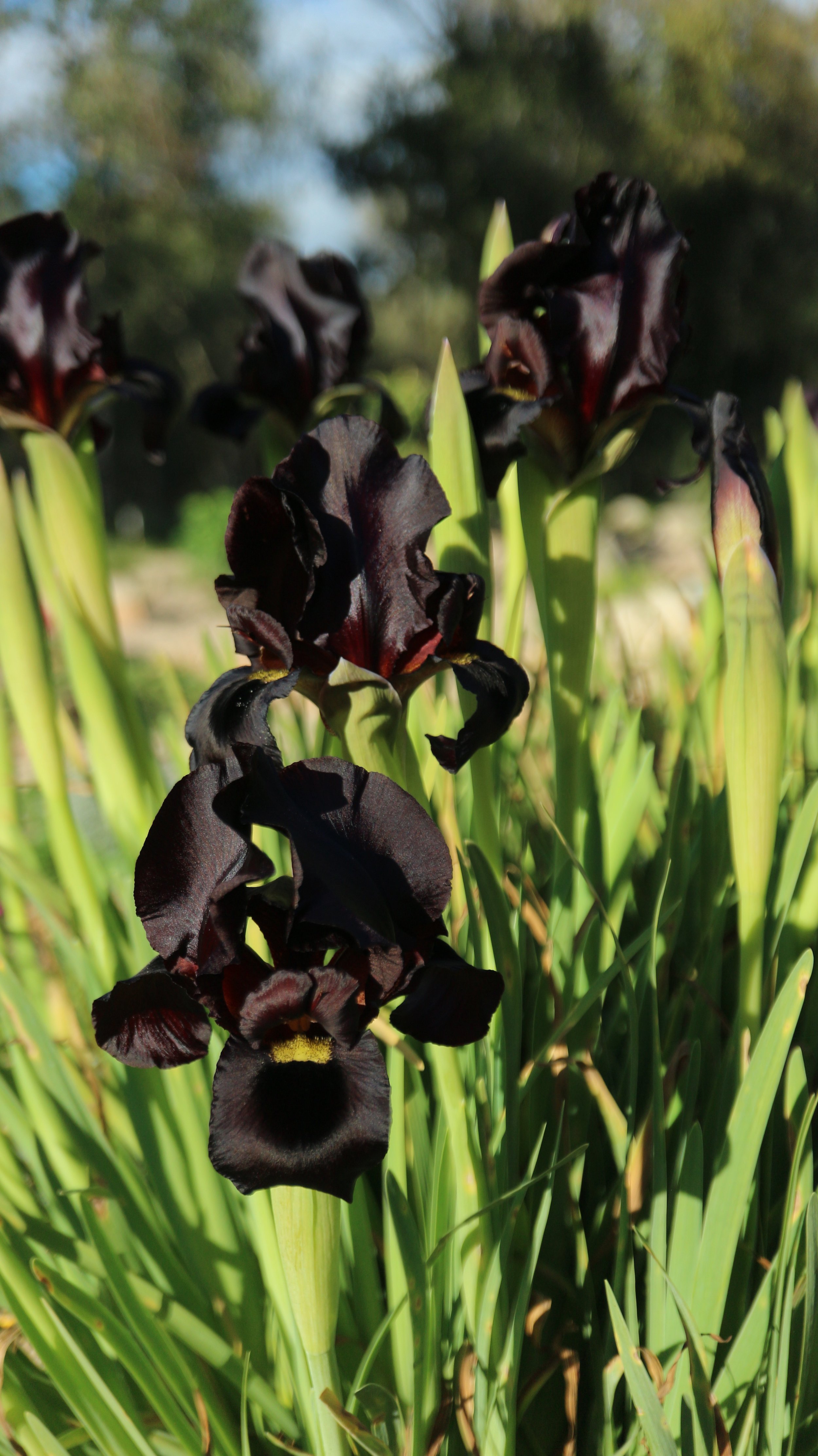 Iris atropurpurea / Iridaceae / Israel-Palestine