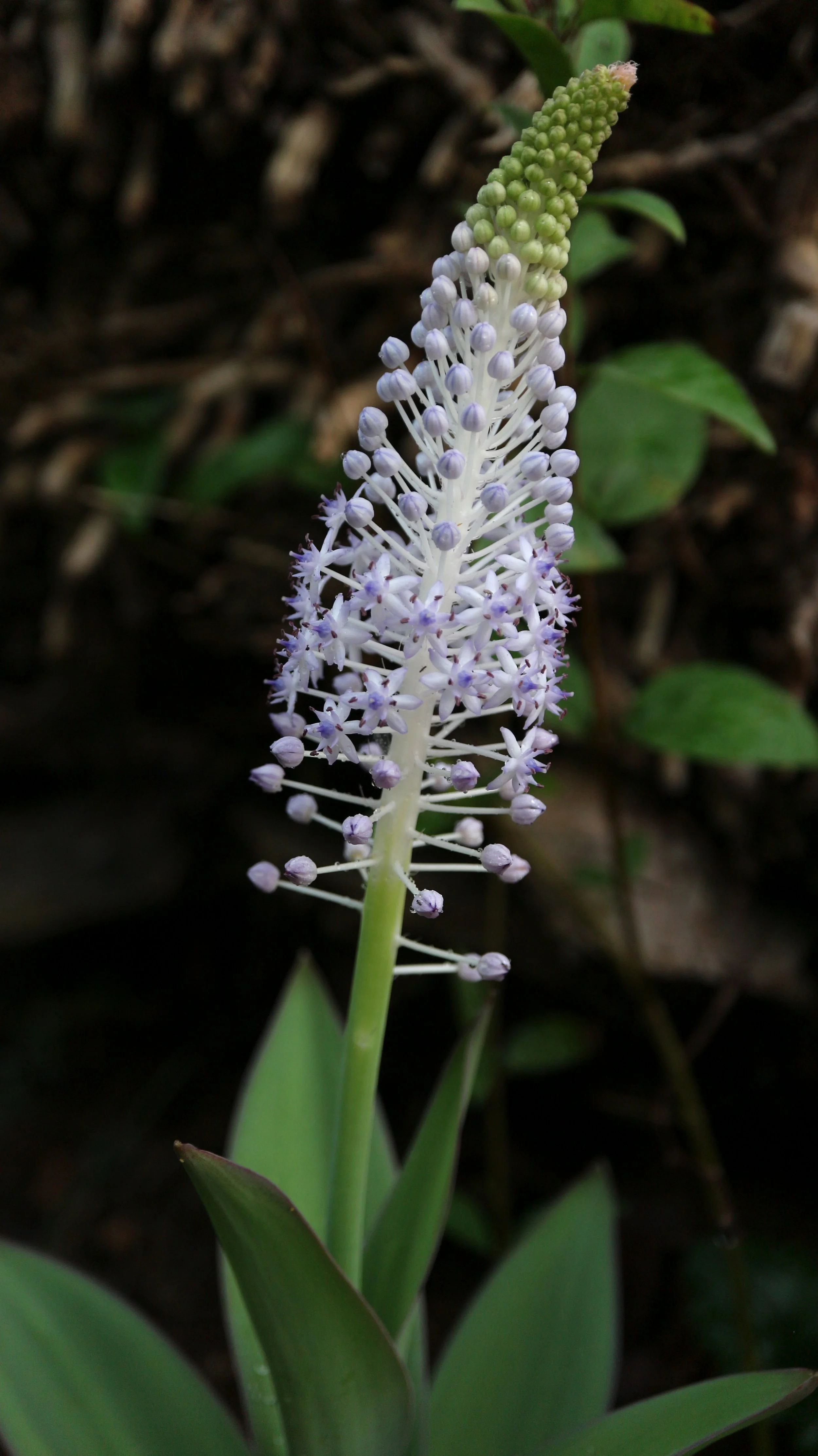 Scilla latifolia - syn: Autonoe latifolia / Scilloideae / Canary islands, NW Morocco