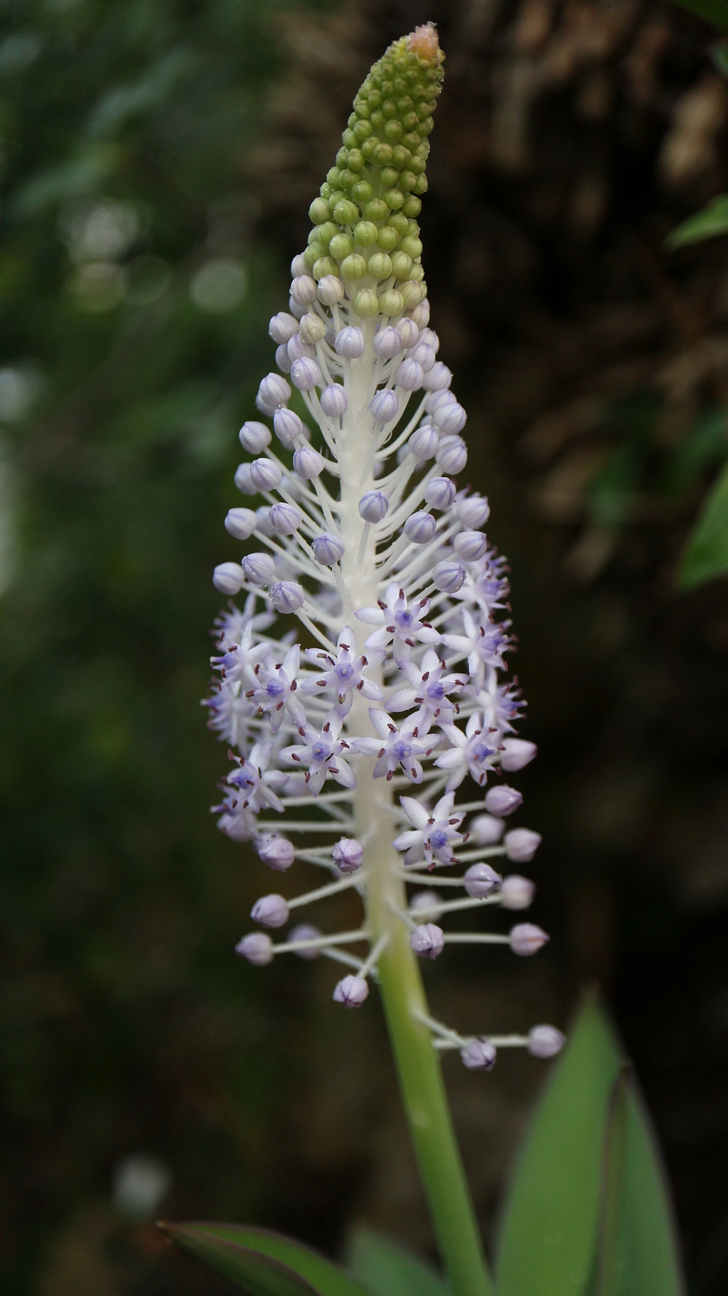 Scilla latifolia - syn: Autonoe latifolia / Scilloideae / Canary islands, NW Morocco