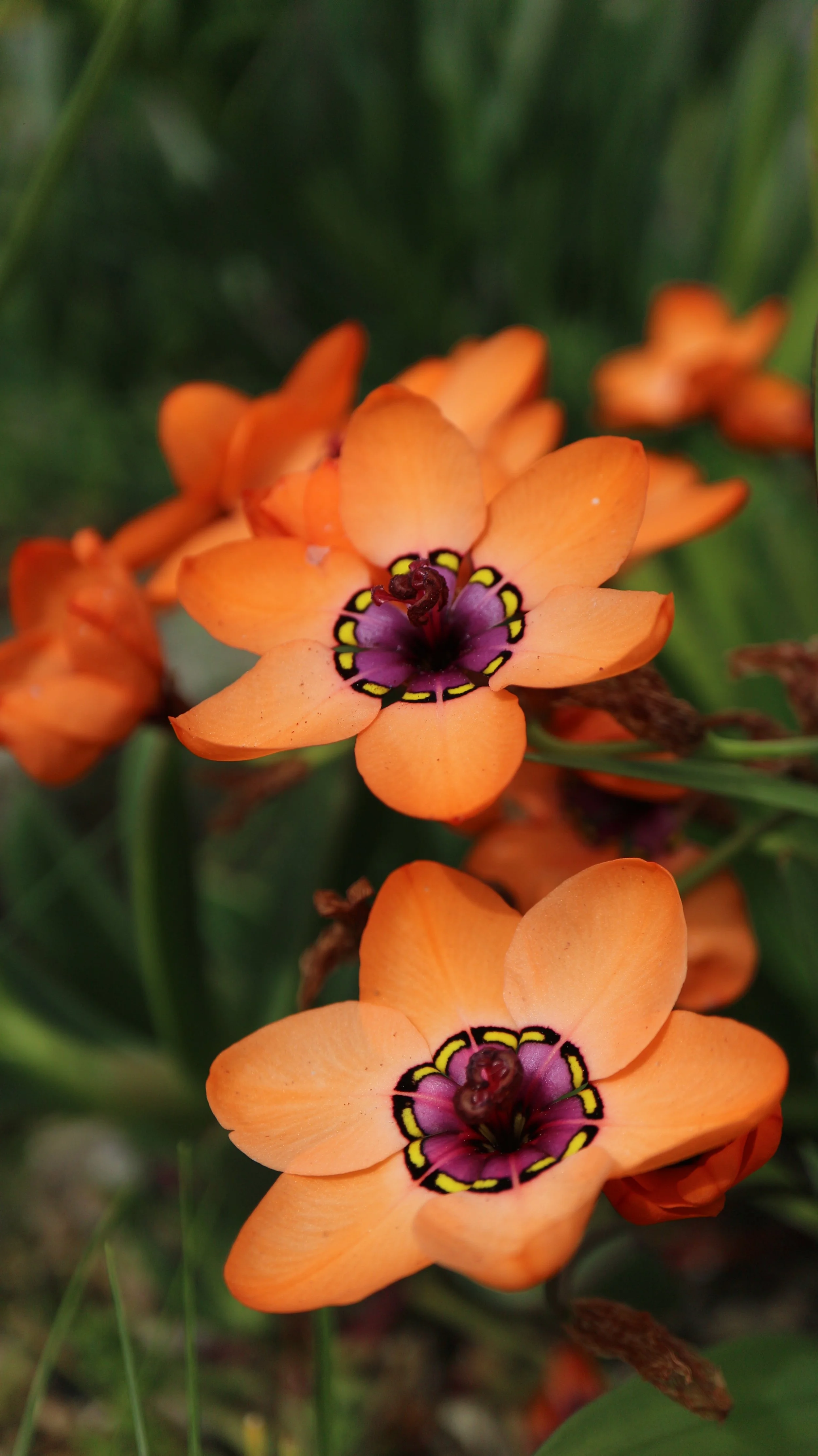 Sparaxis elegans / Iridaceae / W Cape, South Africa
