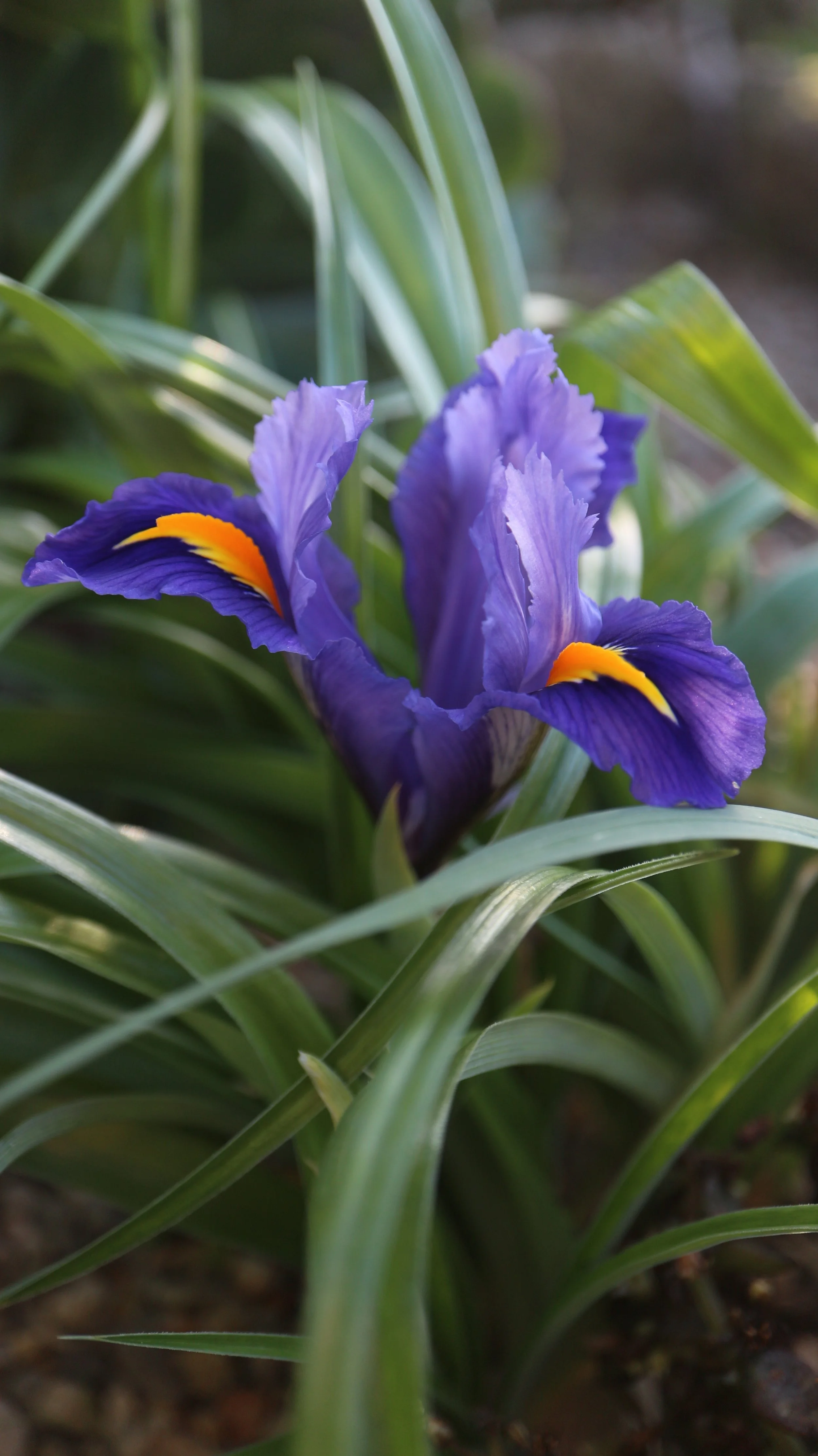 Iris planifolia - syn: Juno planifolia (ex Crete) / Iridaceae / Mediterranean Region