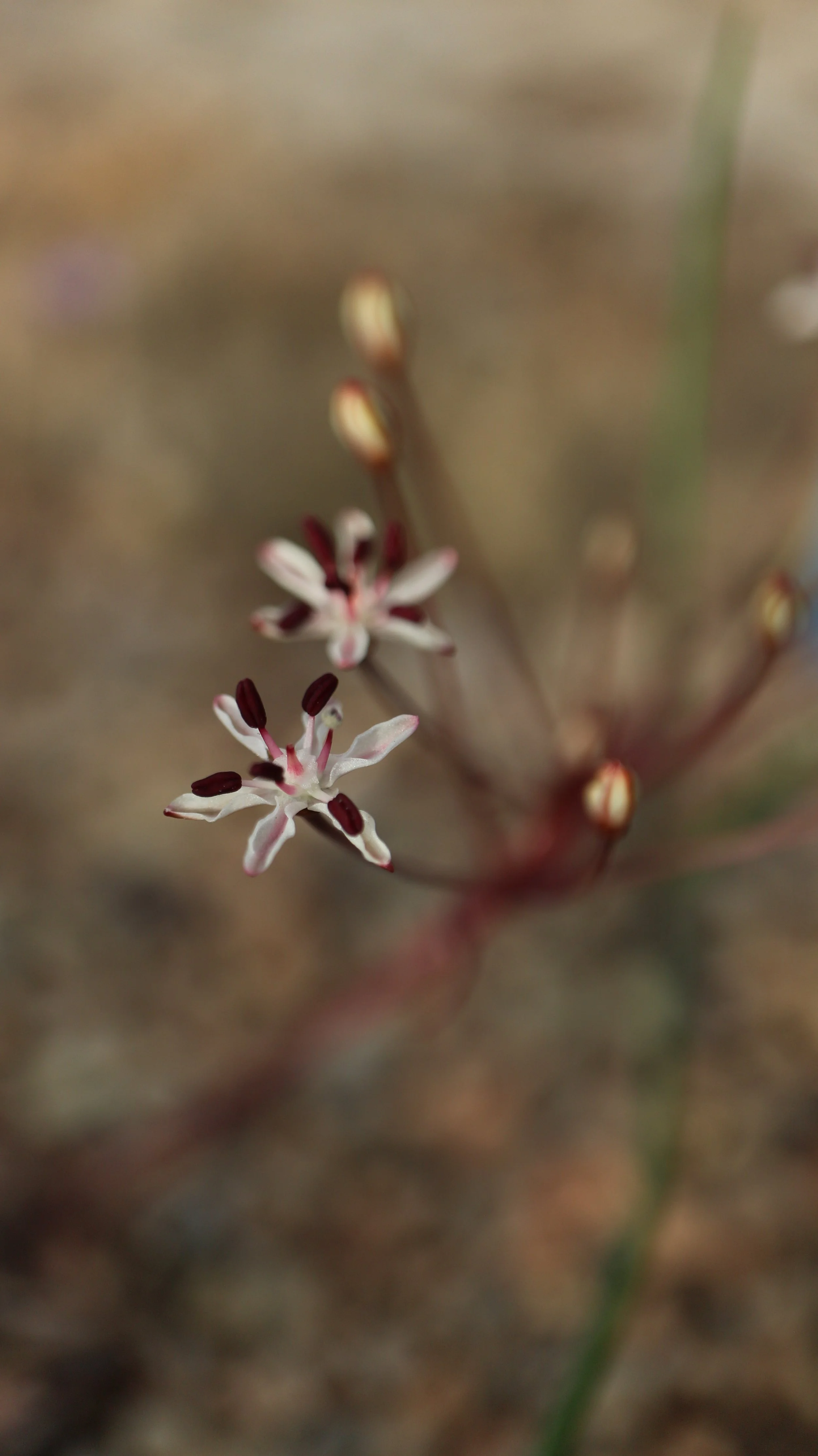 Strumaria discifera subsp. bulbillifera / Amaryllidaceae / W Cape, South Africa