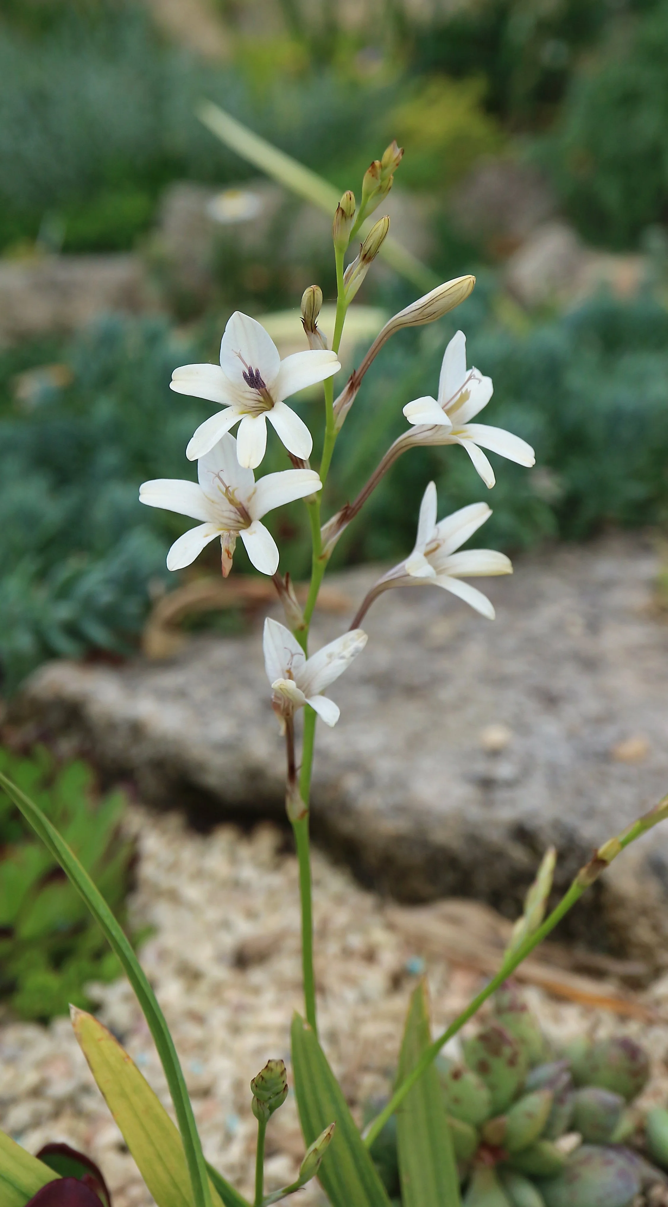 Tritonia pallida / Iridaceae / S Cape, South Africa