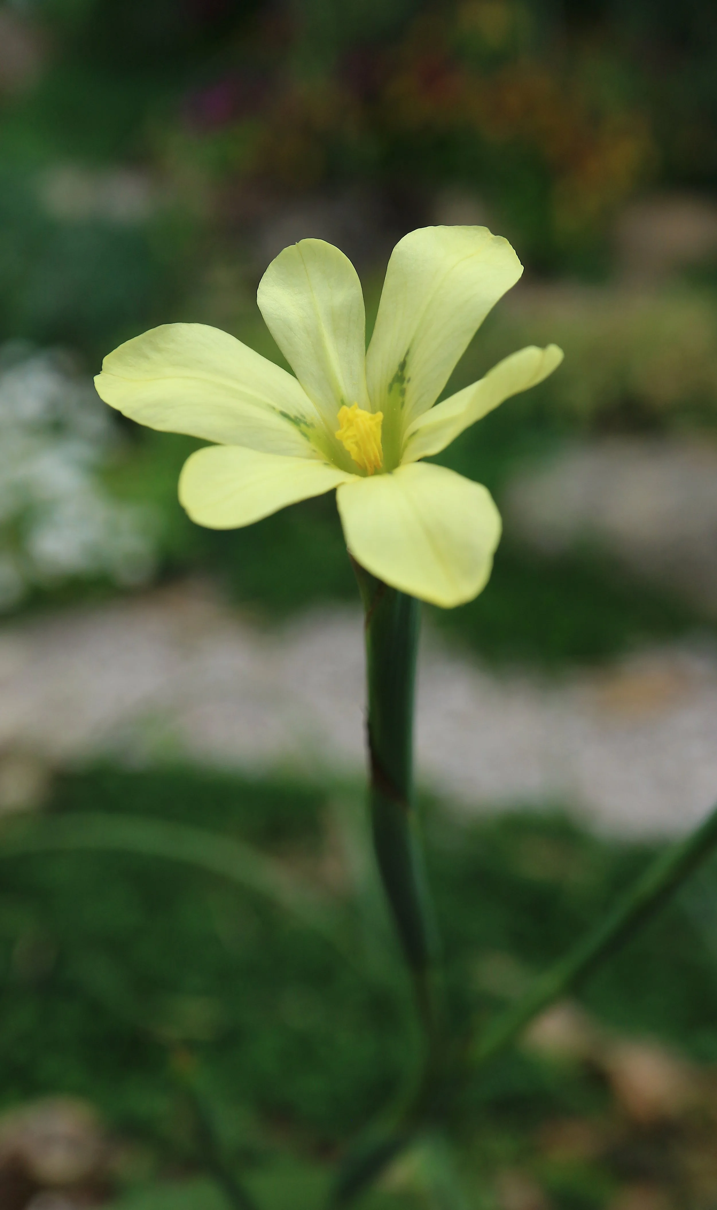 Moraea britteniae / Iridaceae / SW Cape, South Africa