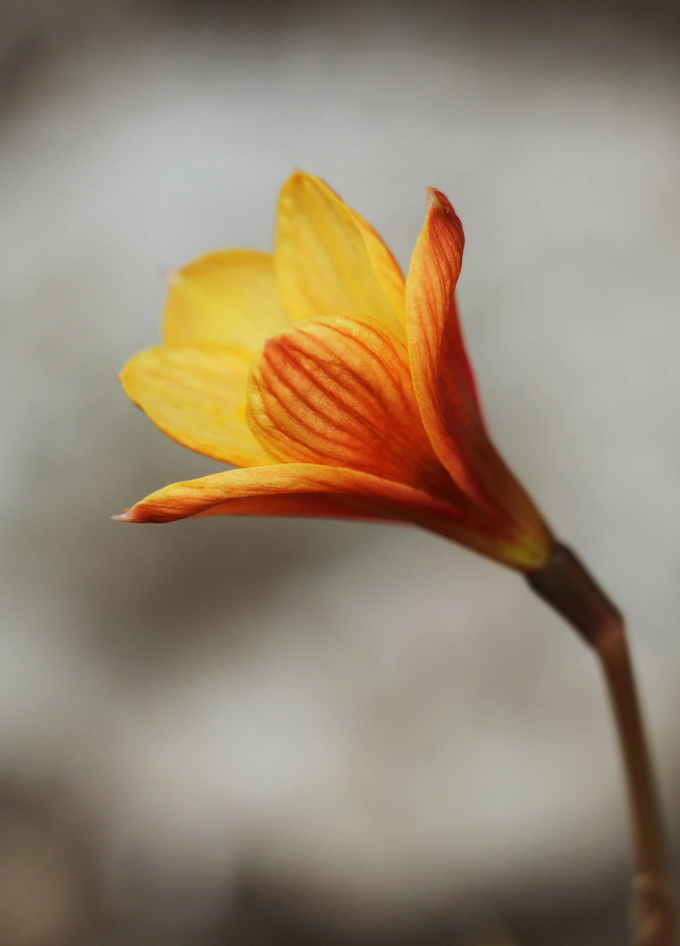 Habranthus tubispathus / Amaryllidaceae / S USA