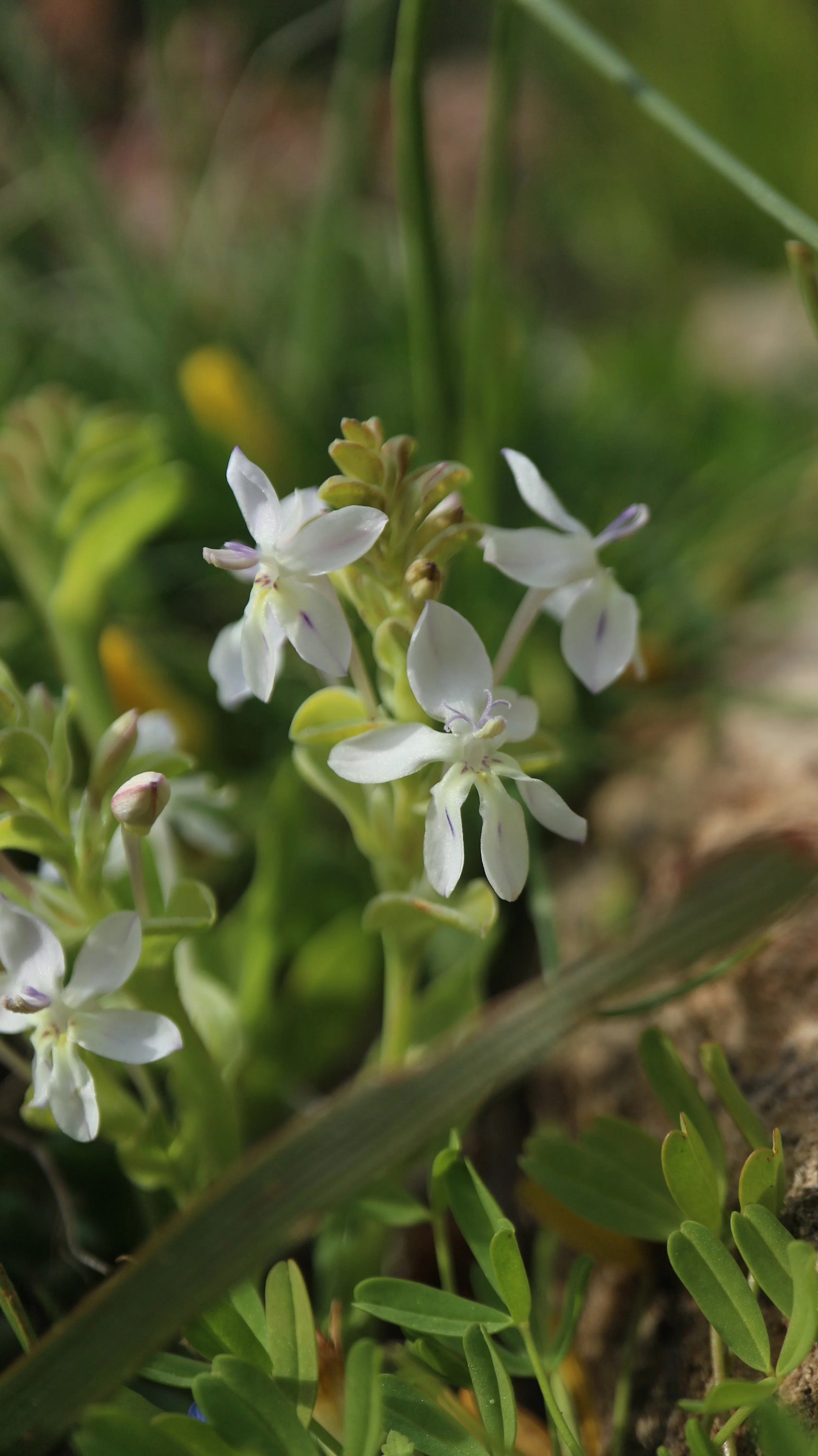 Lapeirousia pyramidalis / Iridaceae / W Cape, South Africa