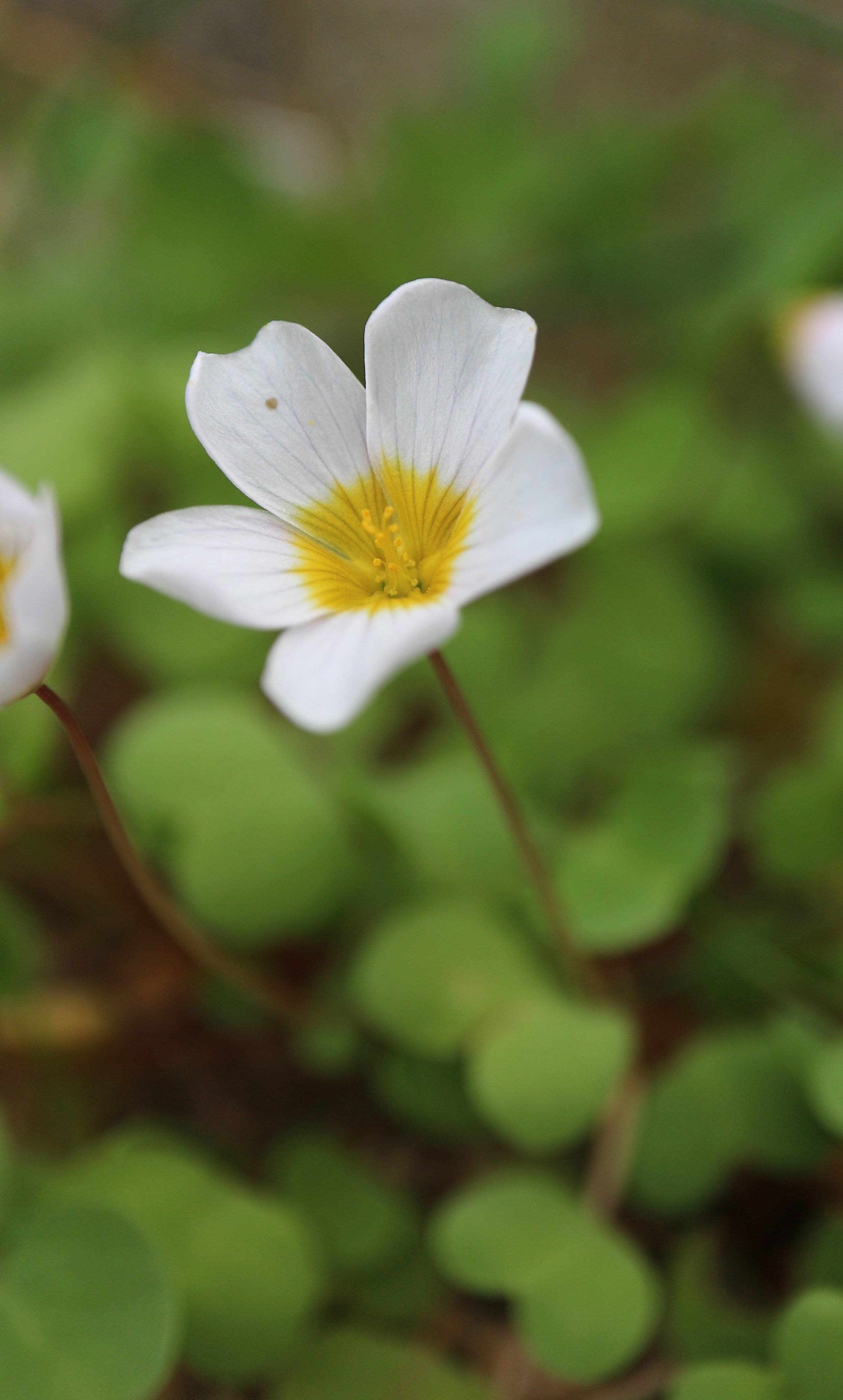 Oxalis simplex / Oxalidaceae / SW Cape, South Africa