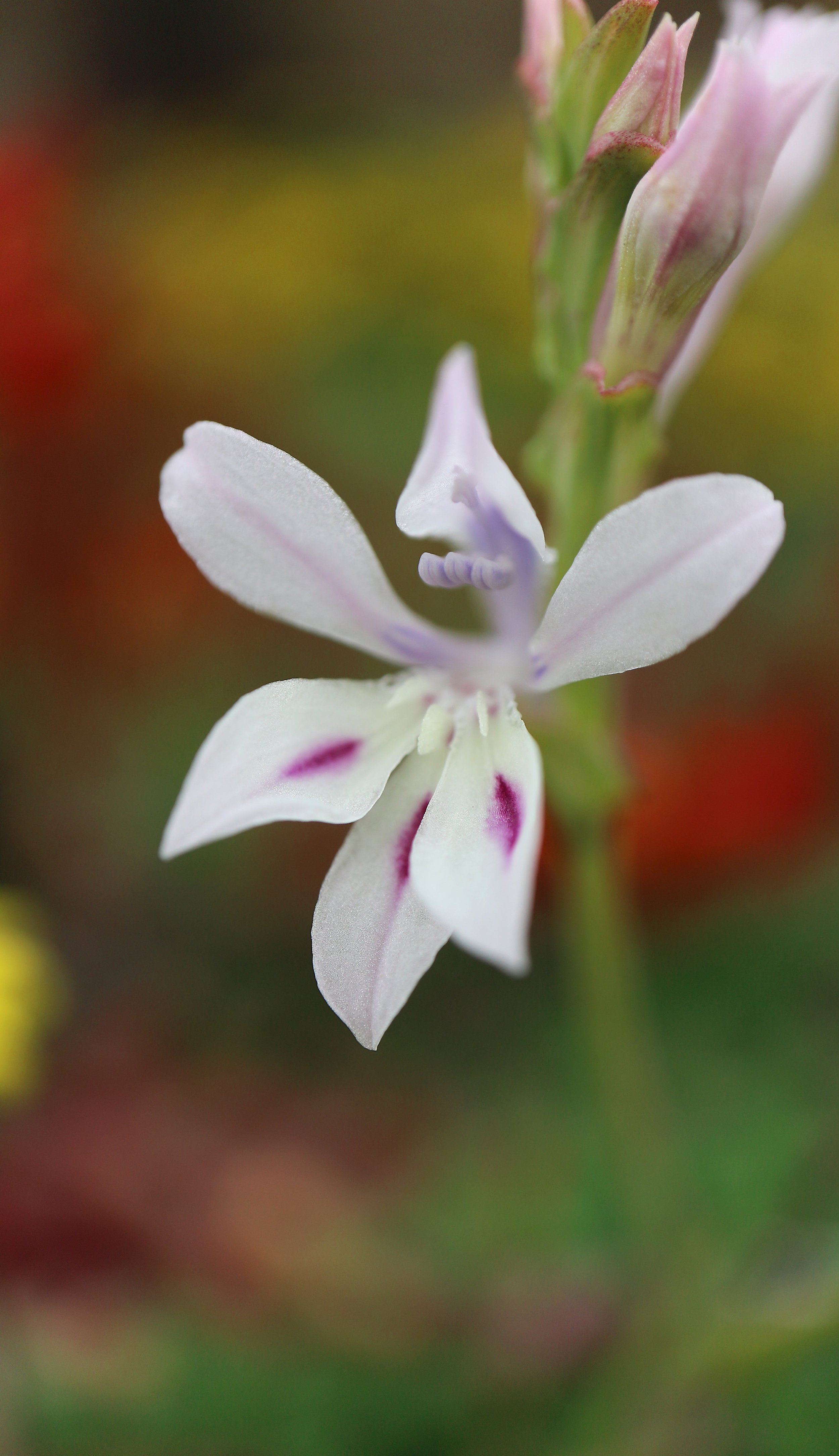 Lapeirousia divaricata / Iridaceae / W Cape, South Africa