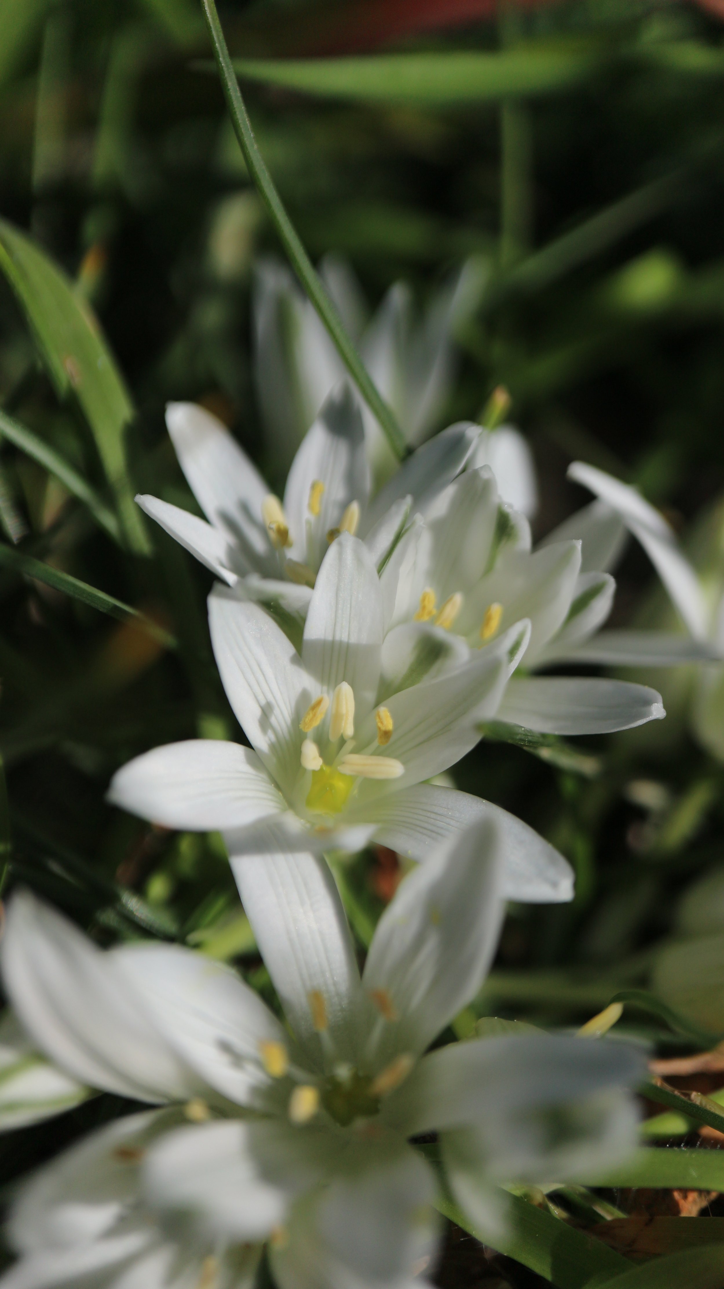 Ornithogalum sibthorpii / Scilloideae / E Mediterranean 