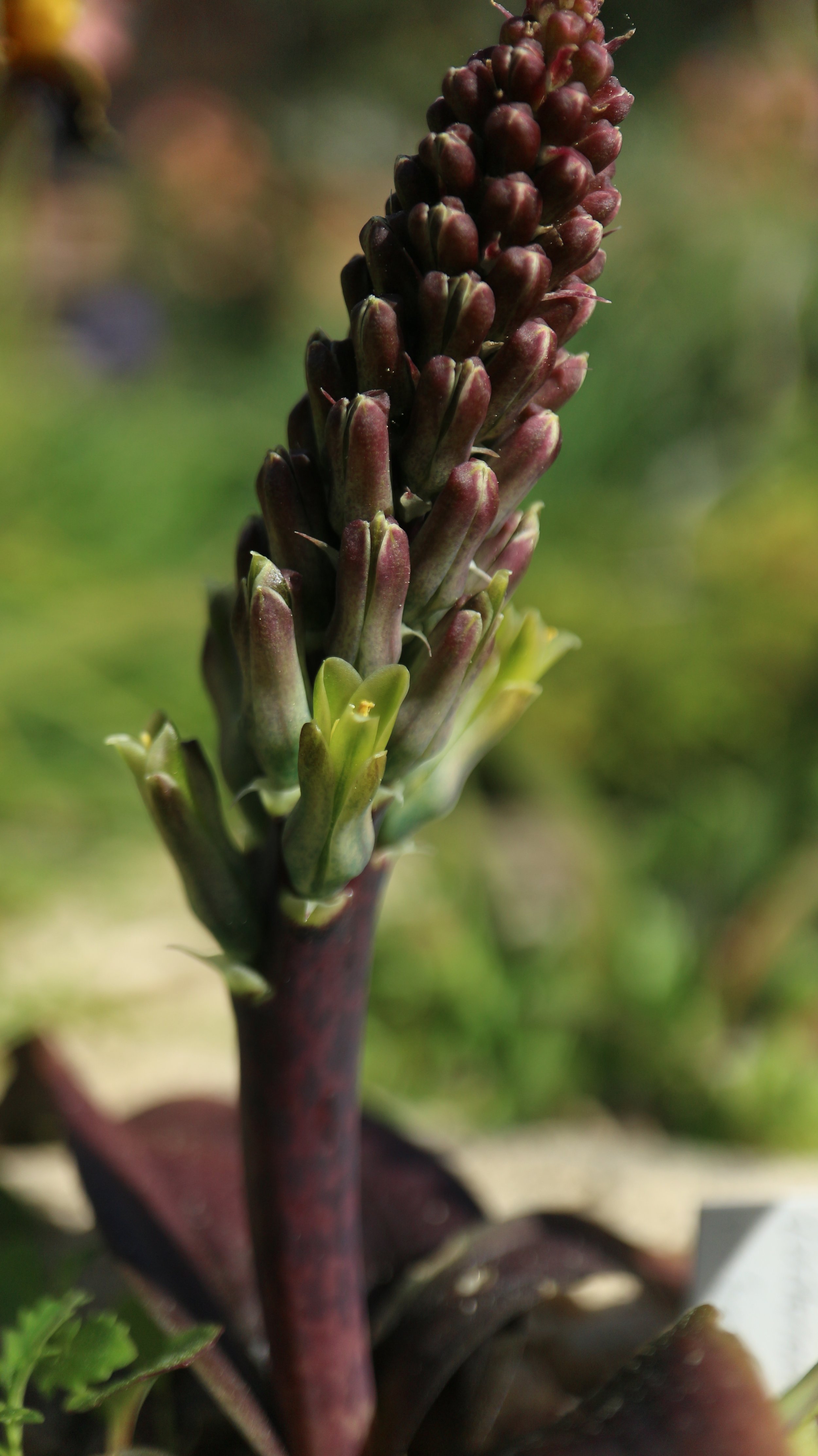 Lachenalia orchioides / Scilloideae / SW Cape, South Africa