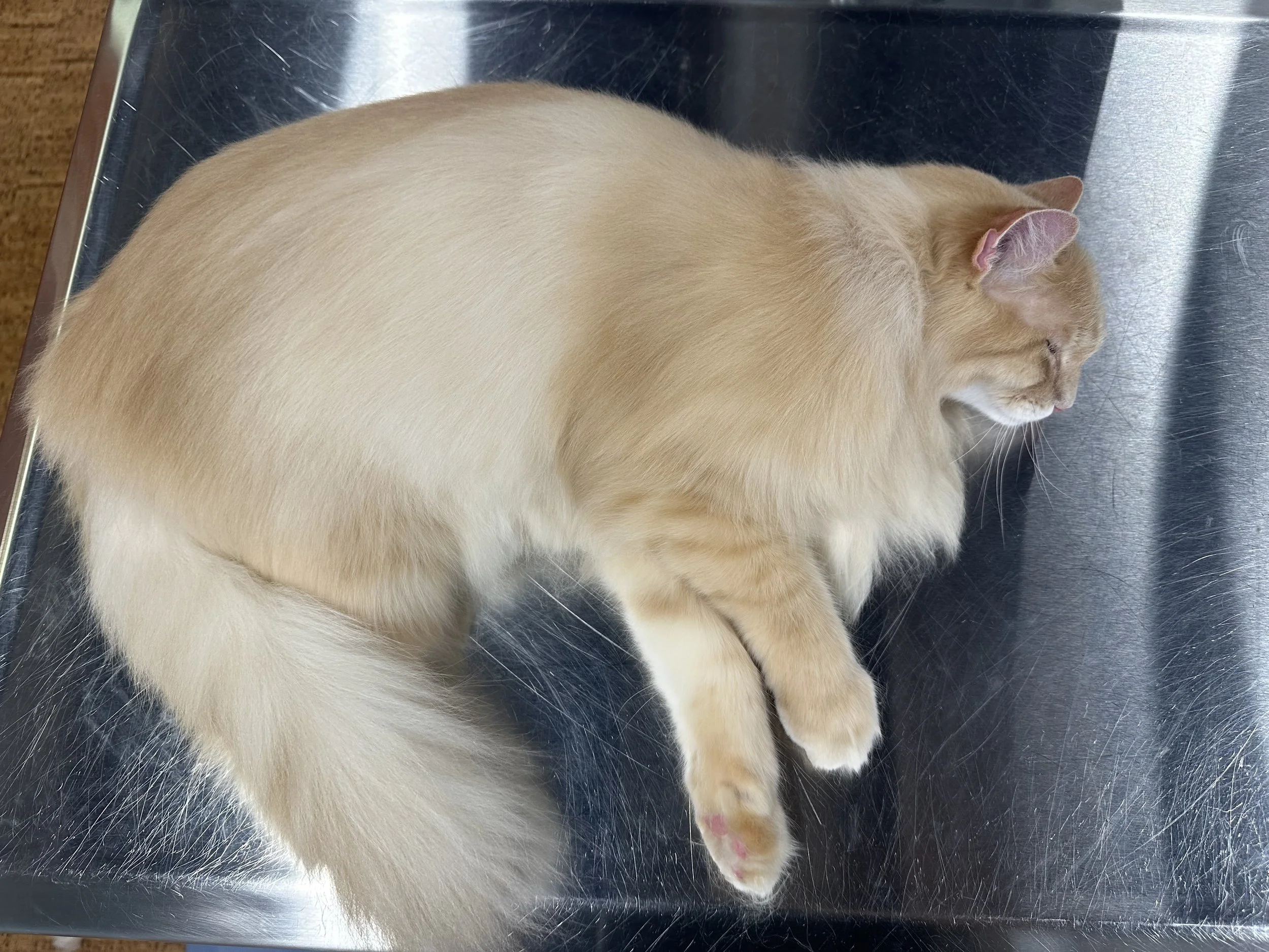 Professional cat de-matting groom at Catington Cat Grooming in Los Angeles — expert removal of mats and tangles for a clean, comfortable coat.