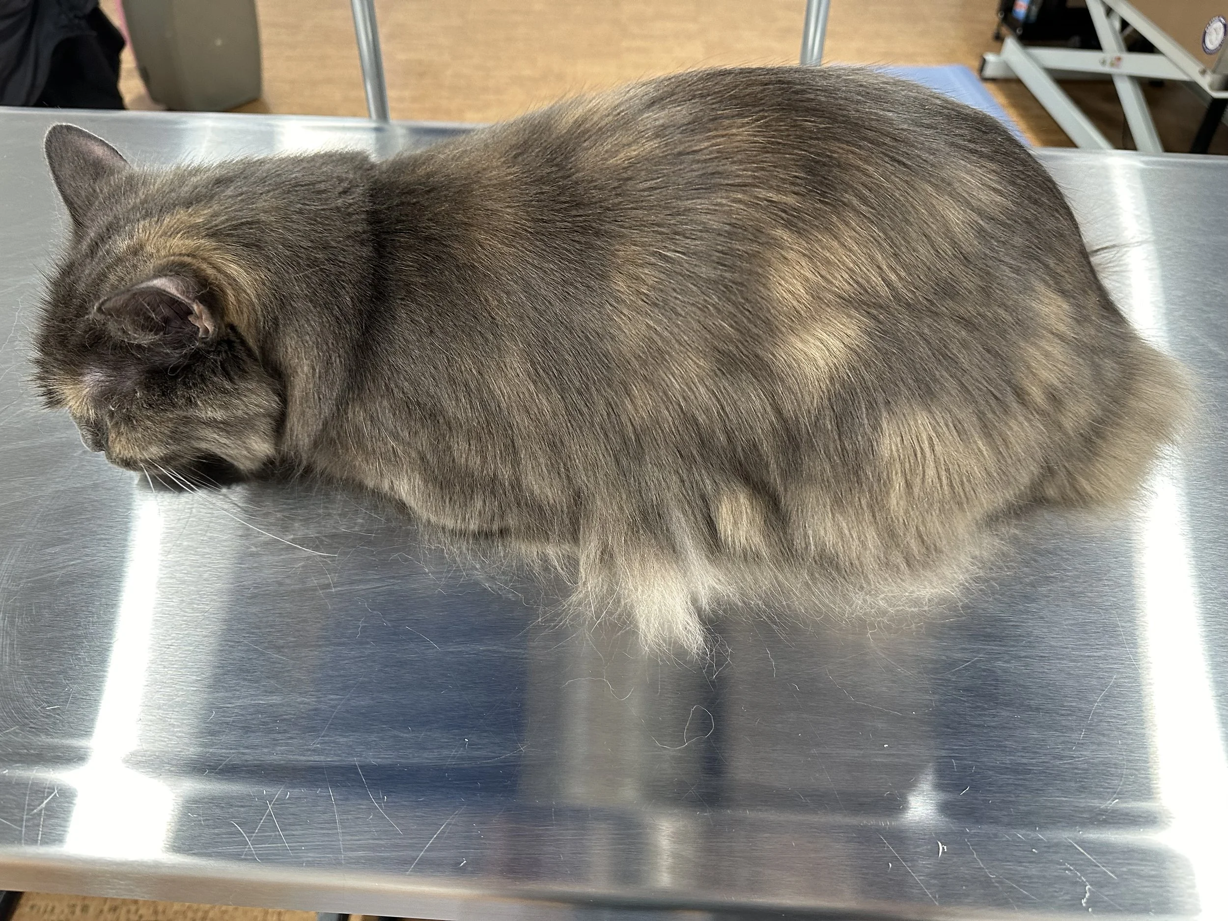 Full cat bath and brush grooming at Catington Cat Grooming in Los Angeles — deep clean and coat maintenance for soft, healthy fur and balanced skin.