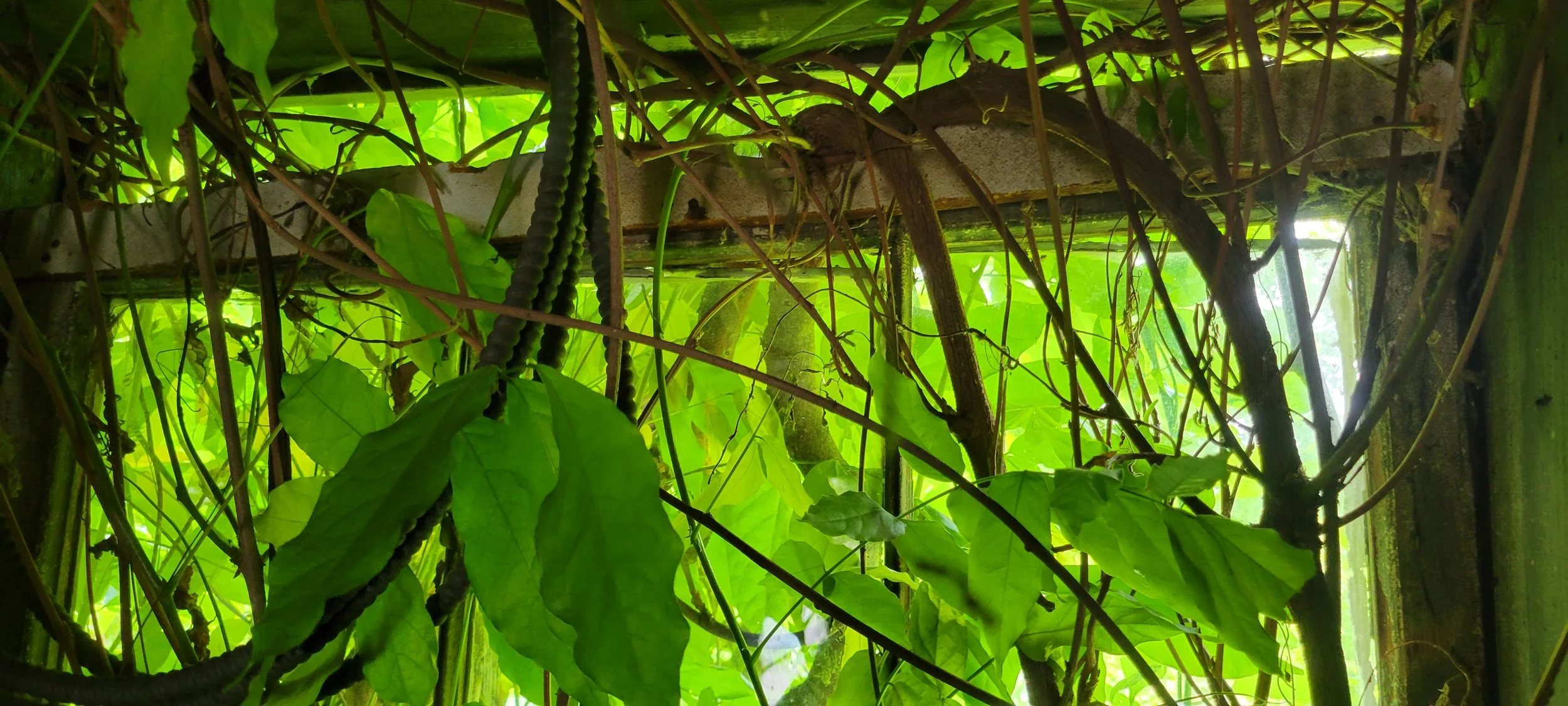 Vines going thru a window and damaging it
