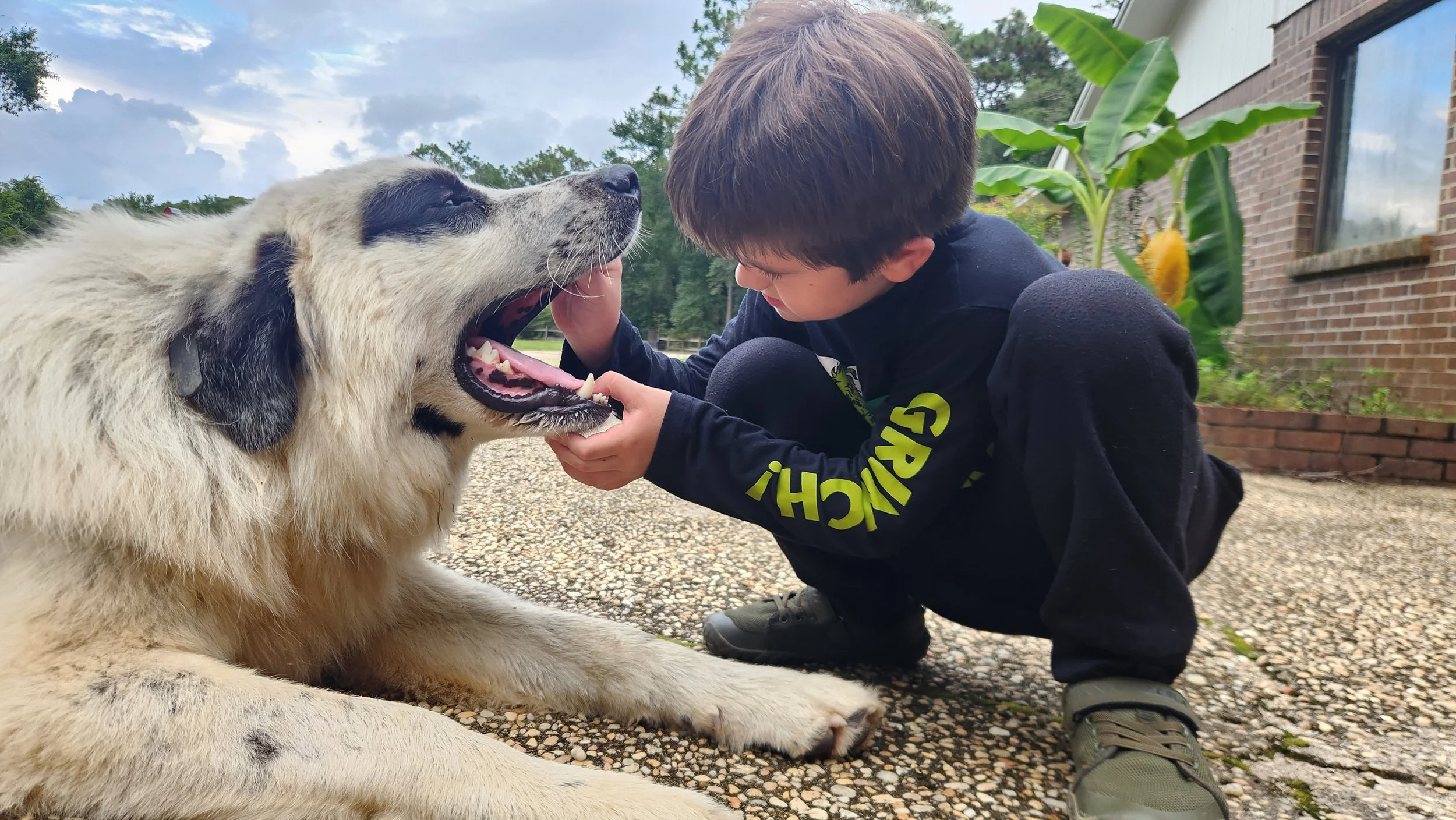 How We Decided on Colorado Mountain Dogs