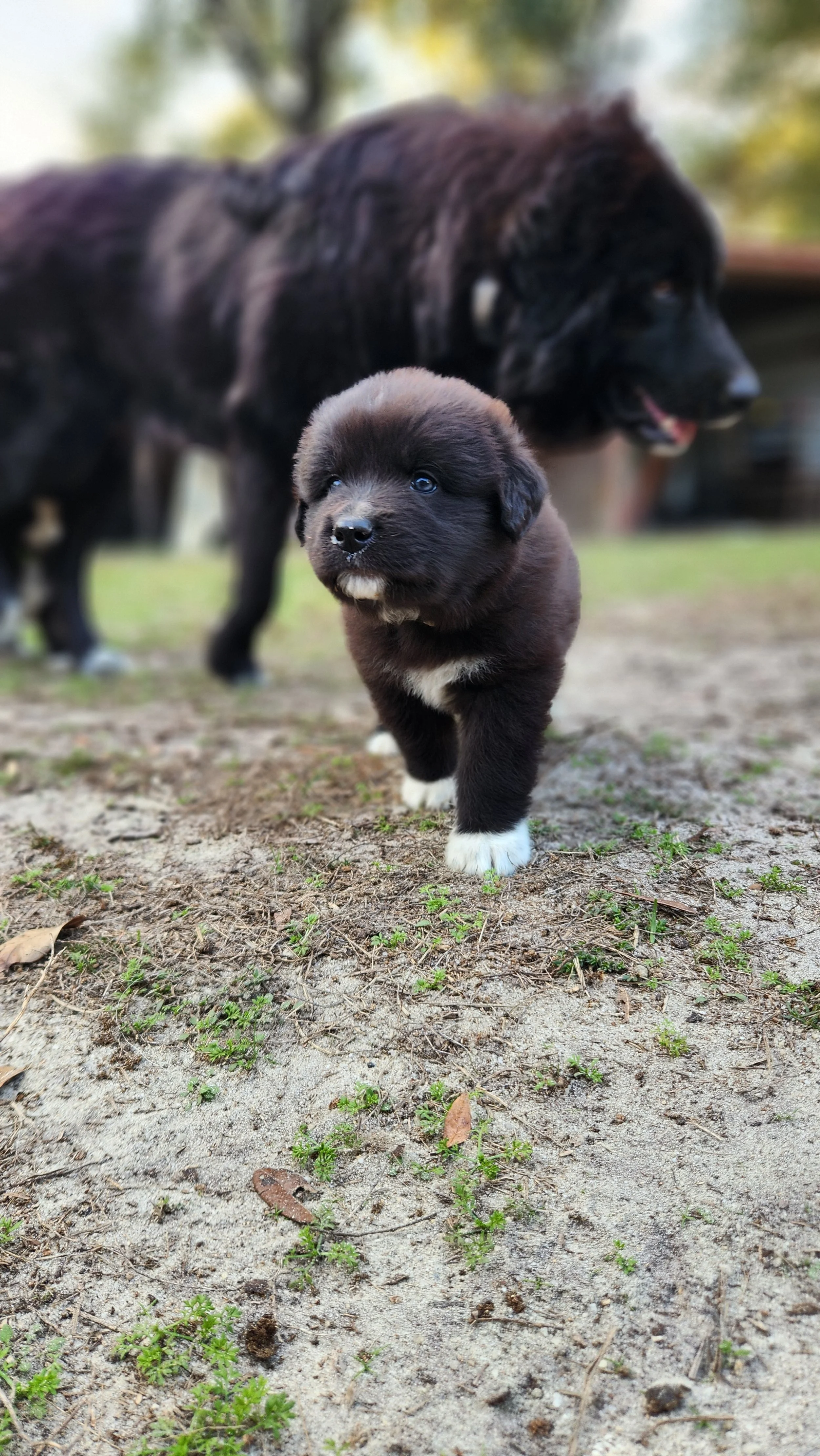 Puppy and Dam Comparison