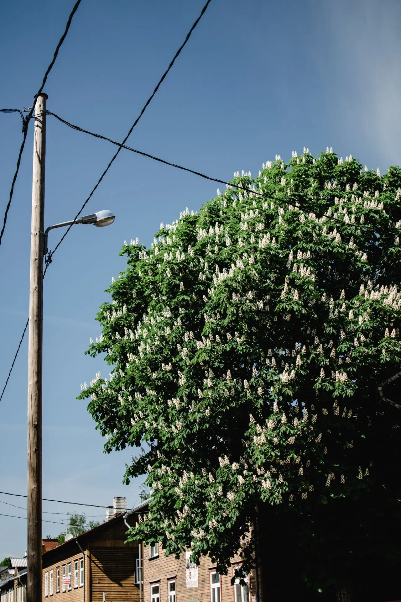 A street scene with a tall telephone pole, overhead wires, a streetlight, a large leafy tree with white flowers, and residential houses with brown siding.